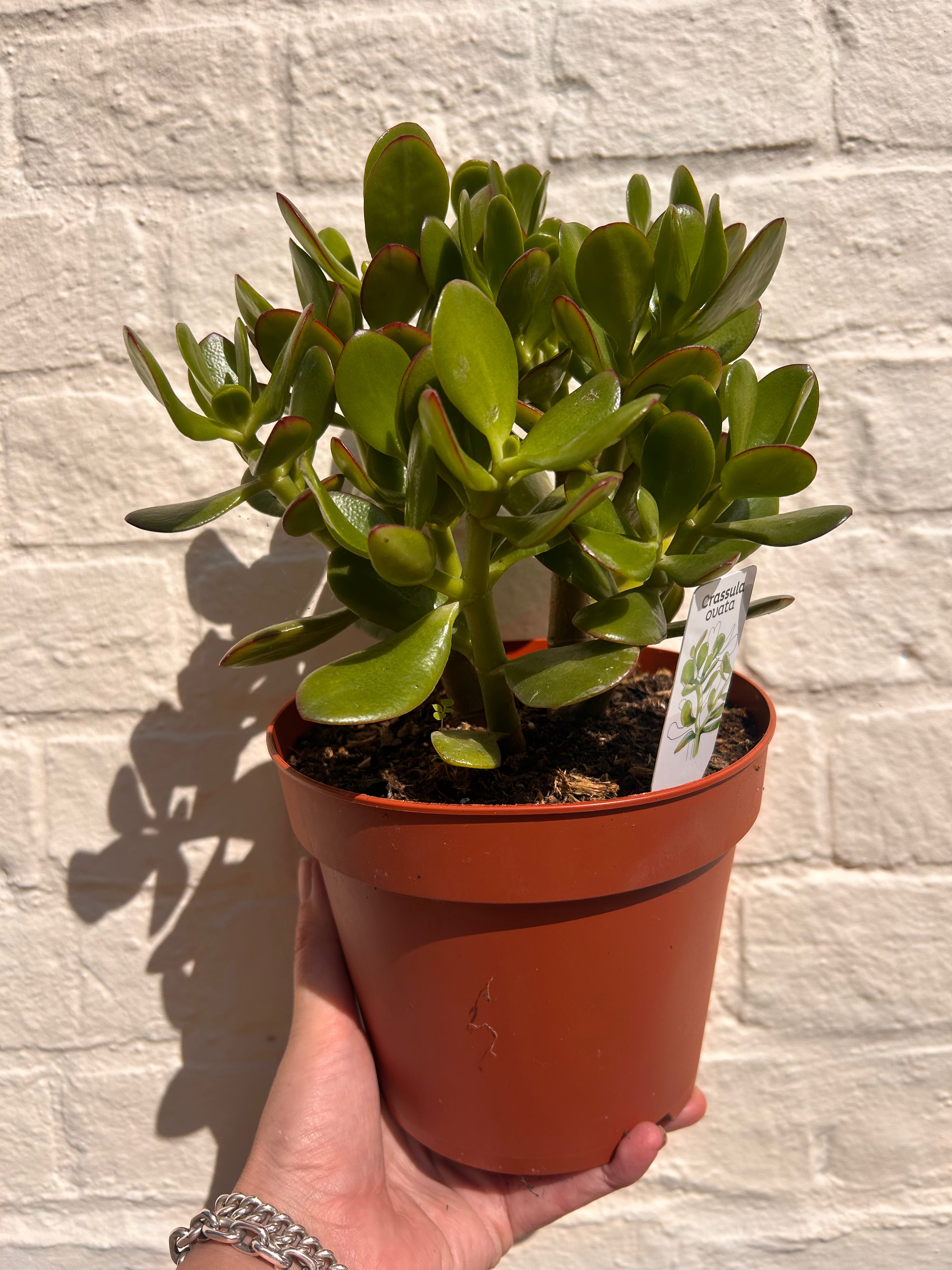 Crassula ovata (Jade plant/Succulent)