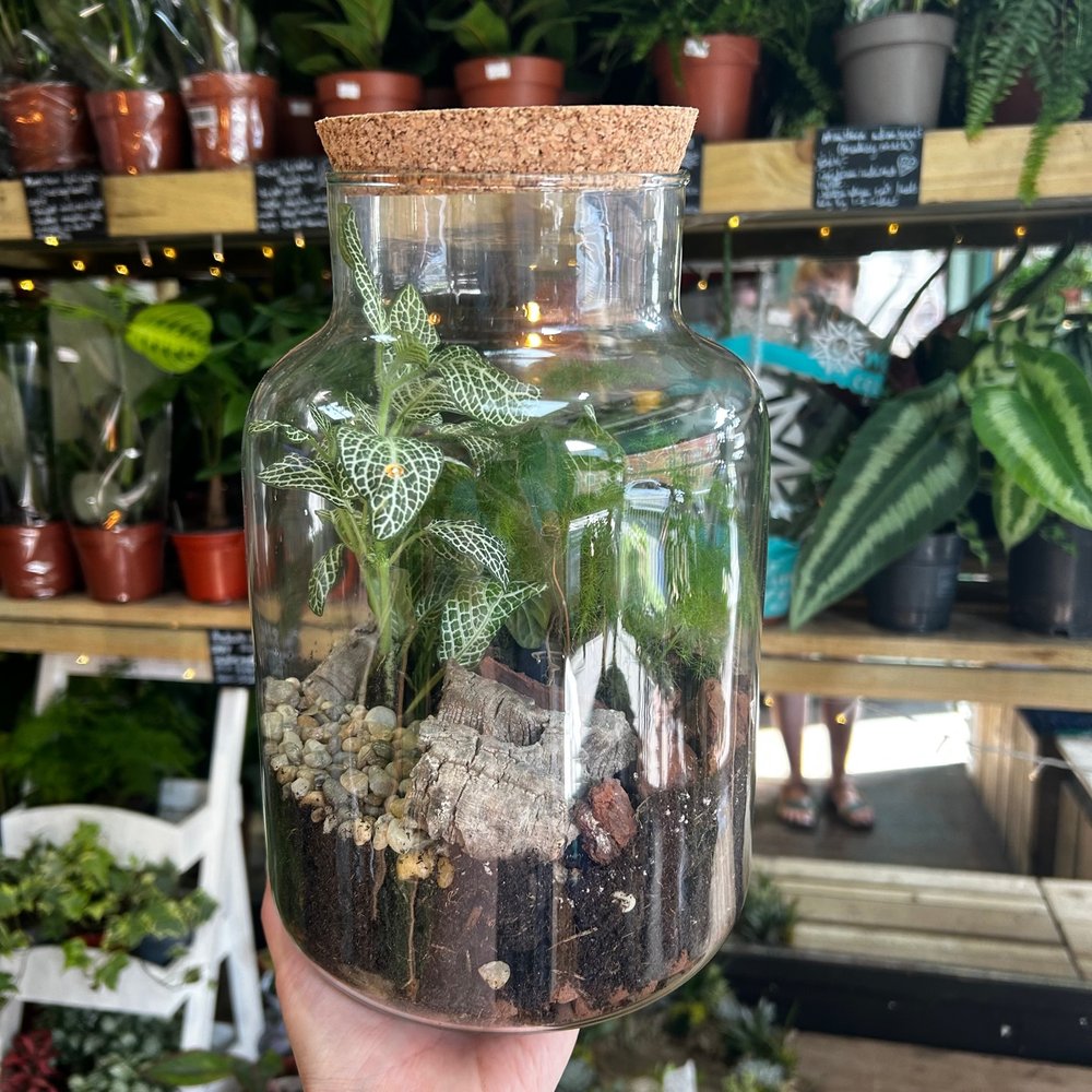 16/11/2024 at 11am Closed Terrarium Workshop