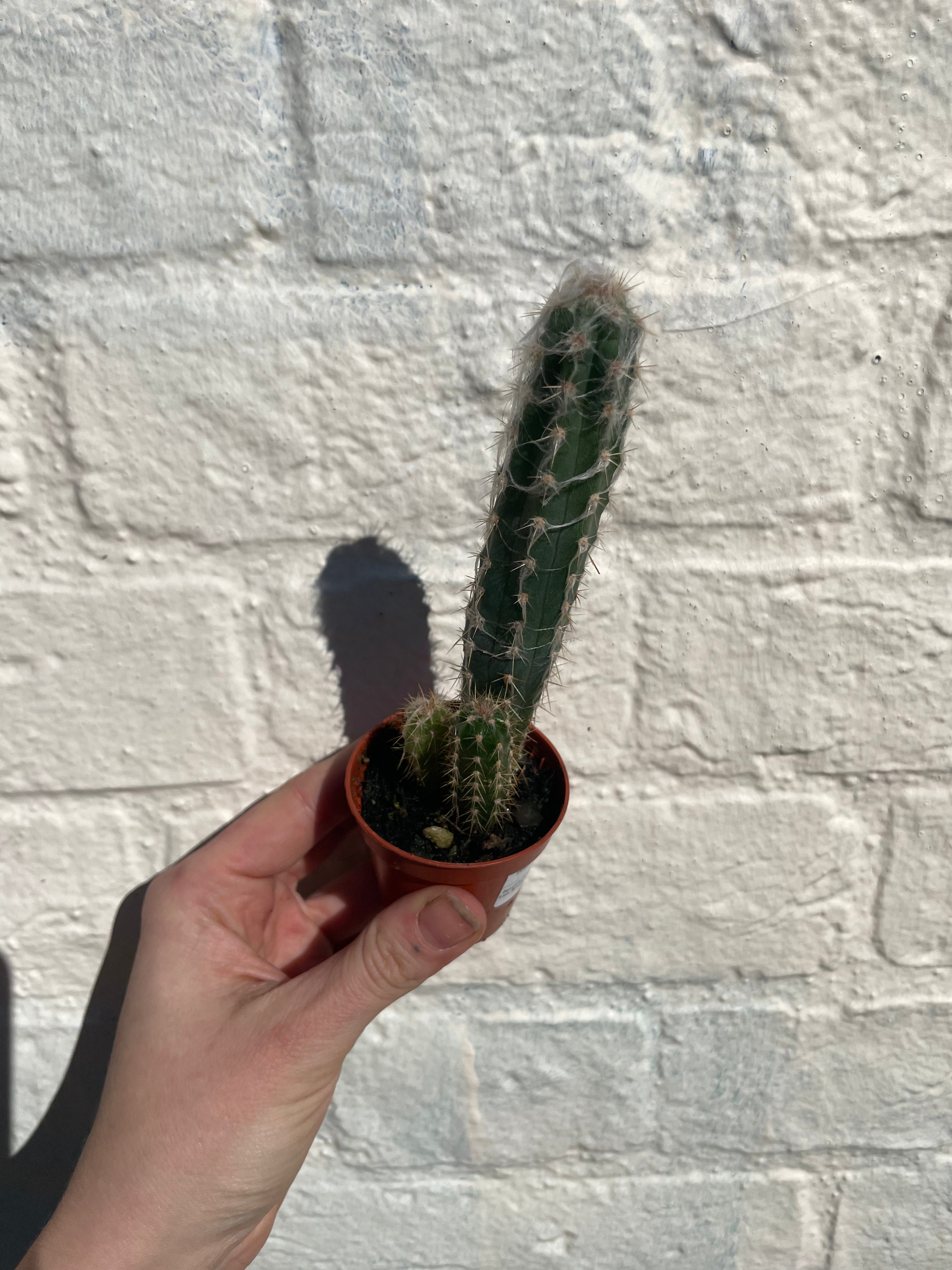 Pilosocereus glaucochrous syn. Pilocereus (Glaucous Blue Torch)- British Grown