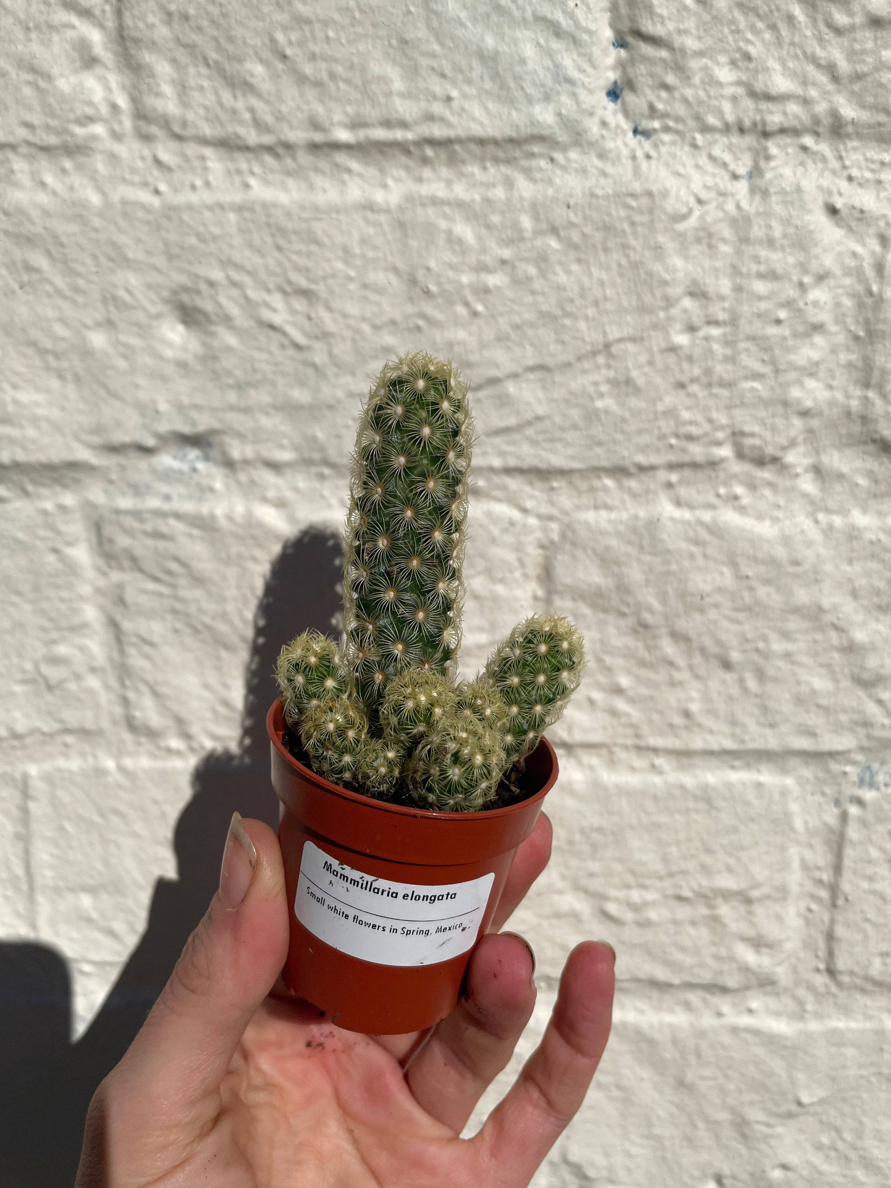 Mammillaria elongata (Ladyfinger Cactus) 2 varieties