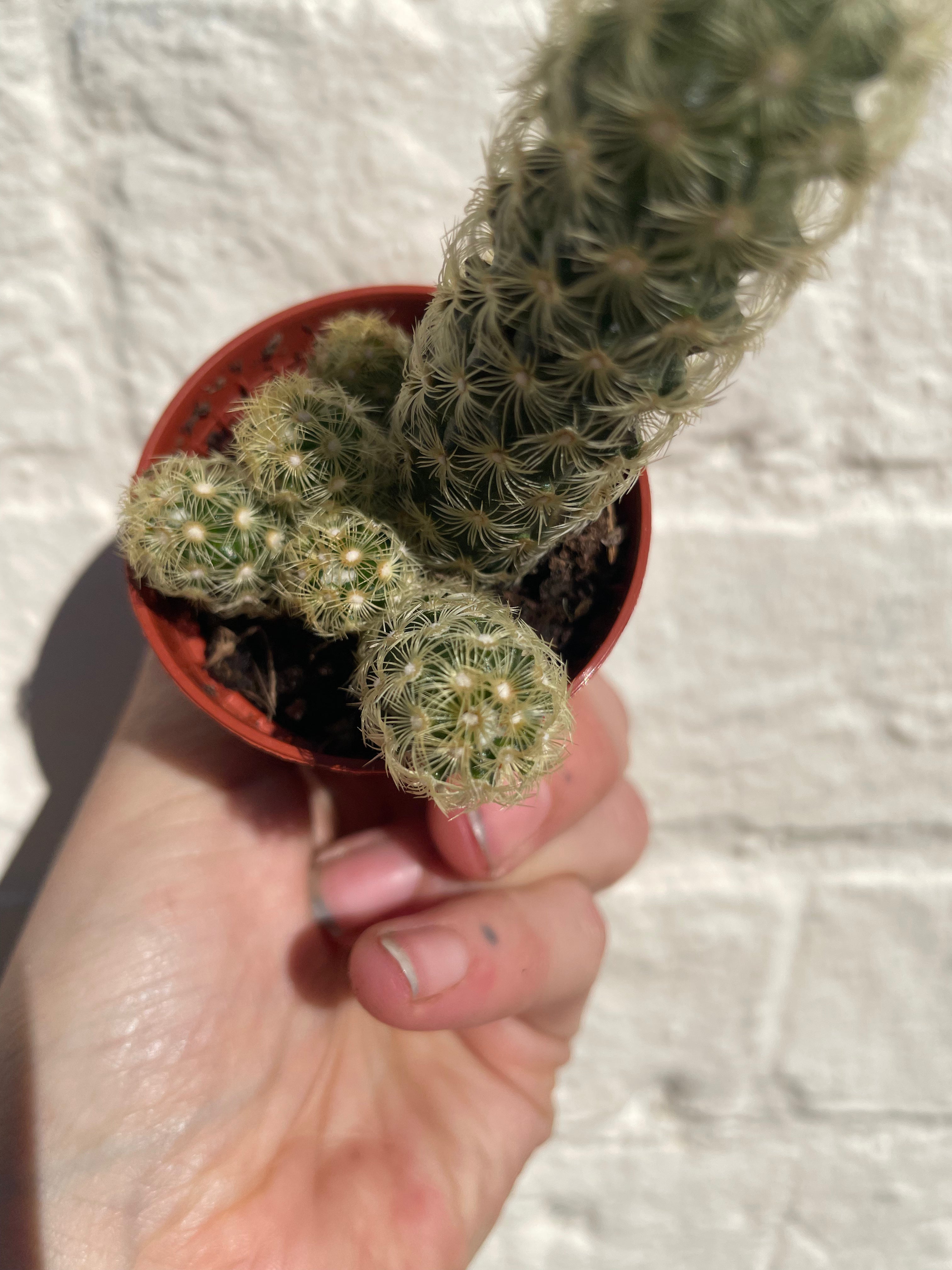 Mammillaria elongata (Ladyfinger Cactus) 2 varieties