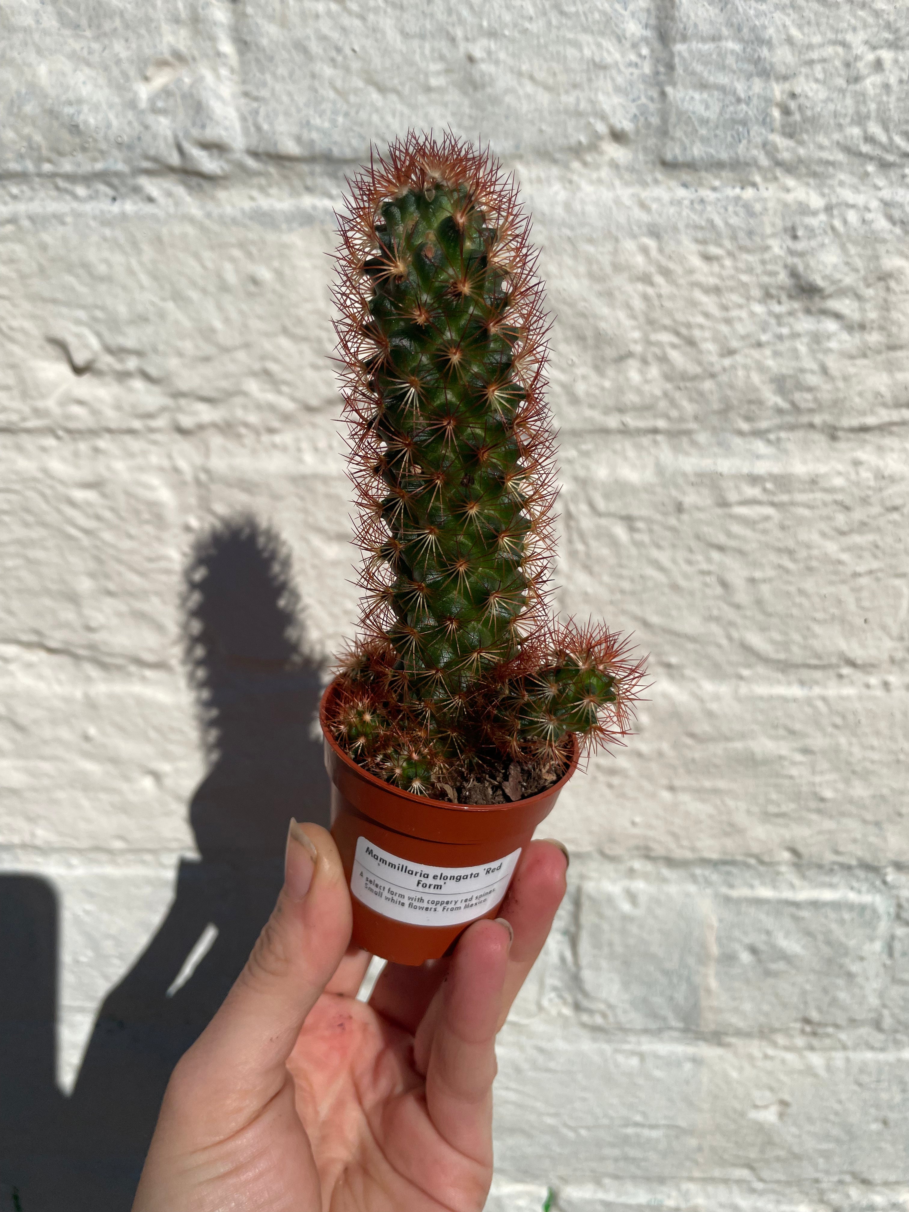 Mammillaria elongata (Ladyfinger Cactus) 2 varieties