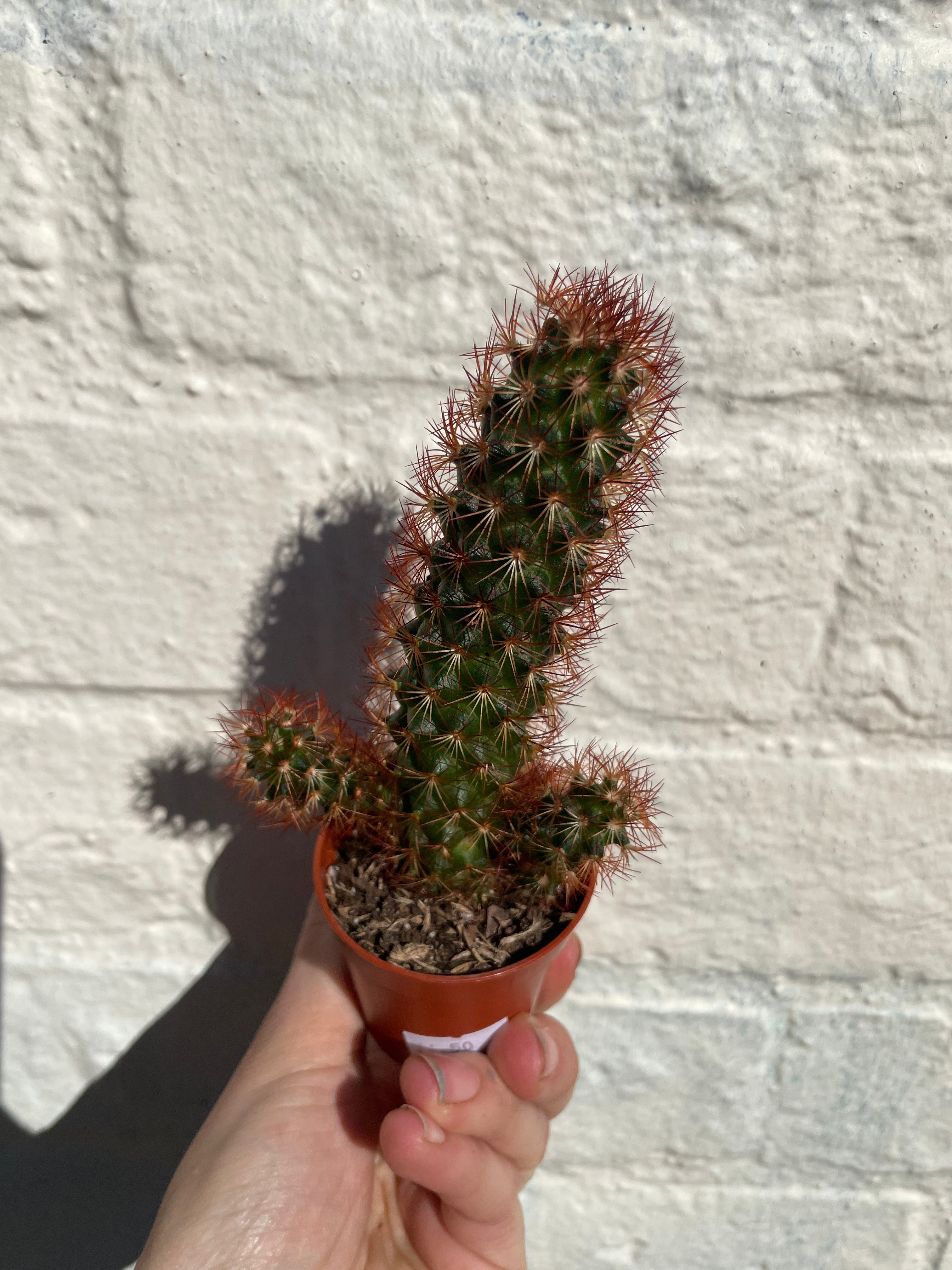 Mammillaria elongata (Ladyfinger Cactus) 2 varieties