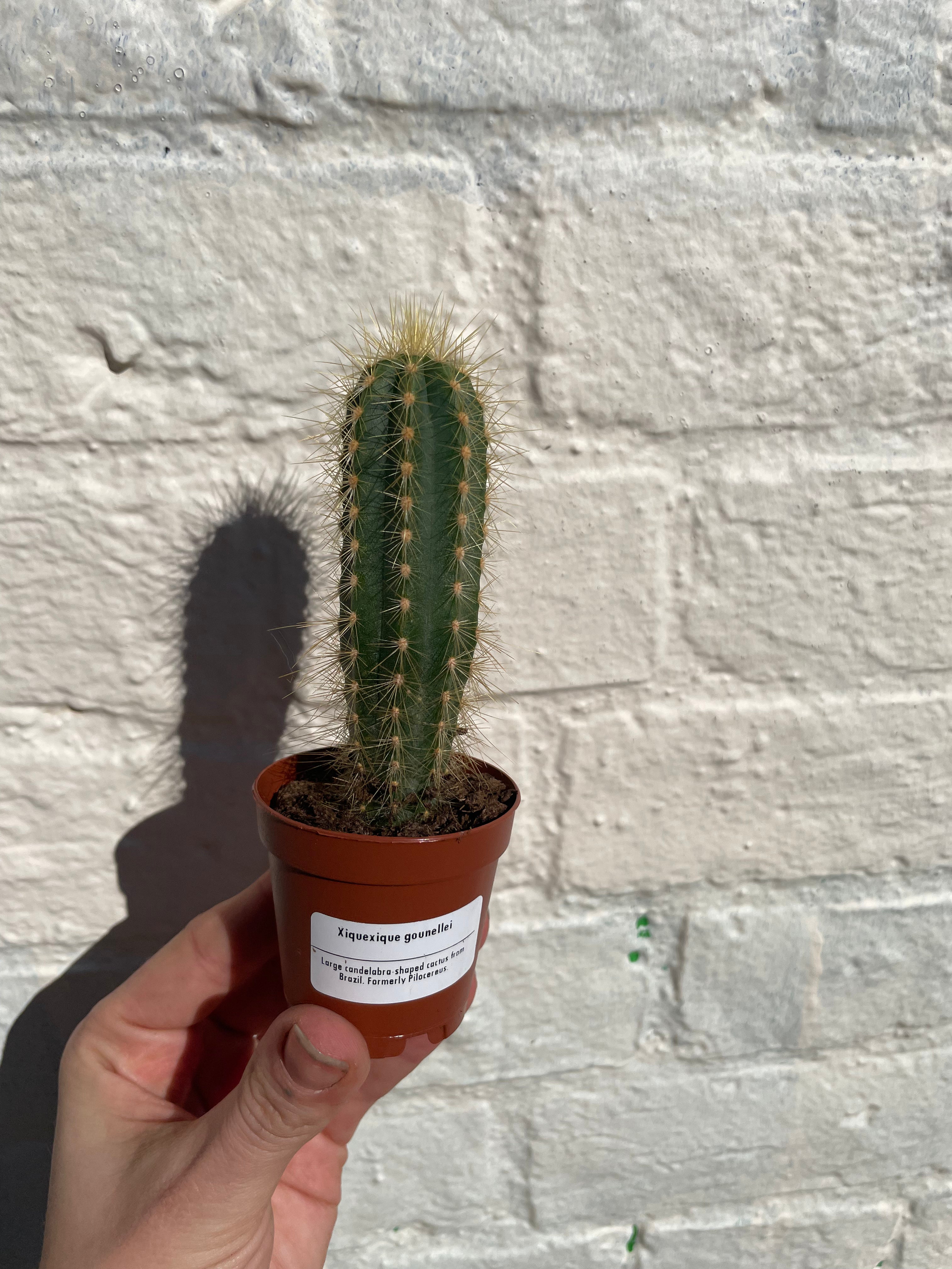 Xique xique gounellei syn. Pilosocereus gounellei (Chique- Chique cactus)