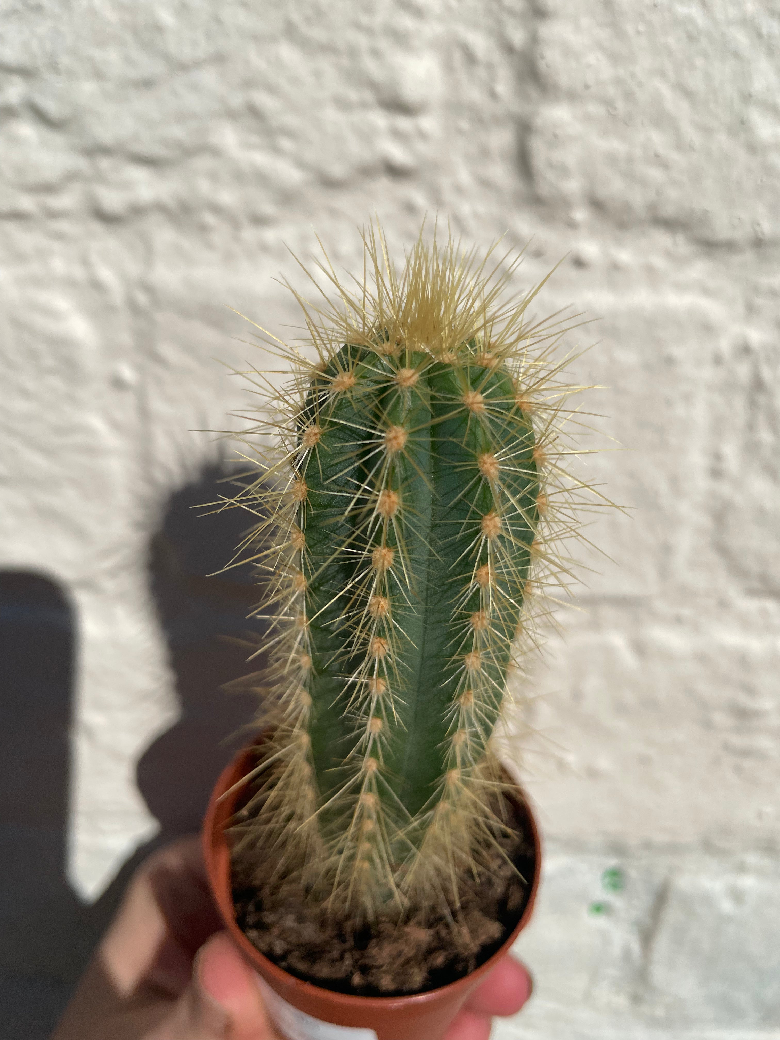 Xique xique gounellei syn. Pilosocereus gounellei (Chique- Chique cactus)