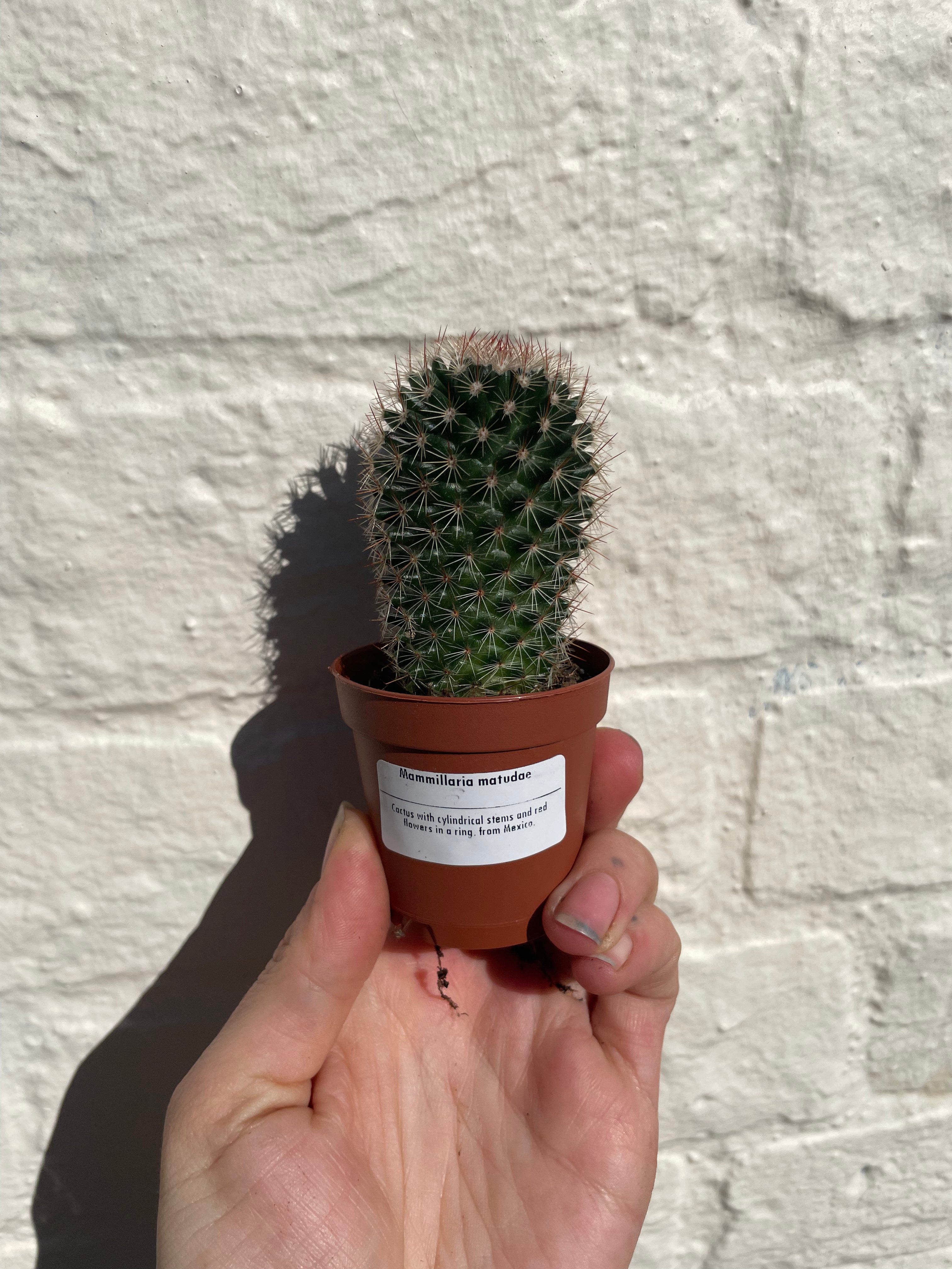 Mammillaria matudae (Thumb Cactus) - British Grown