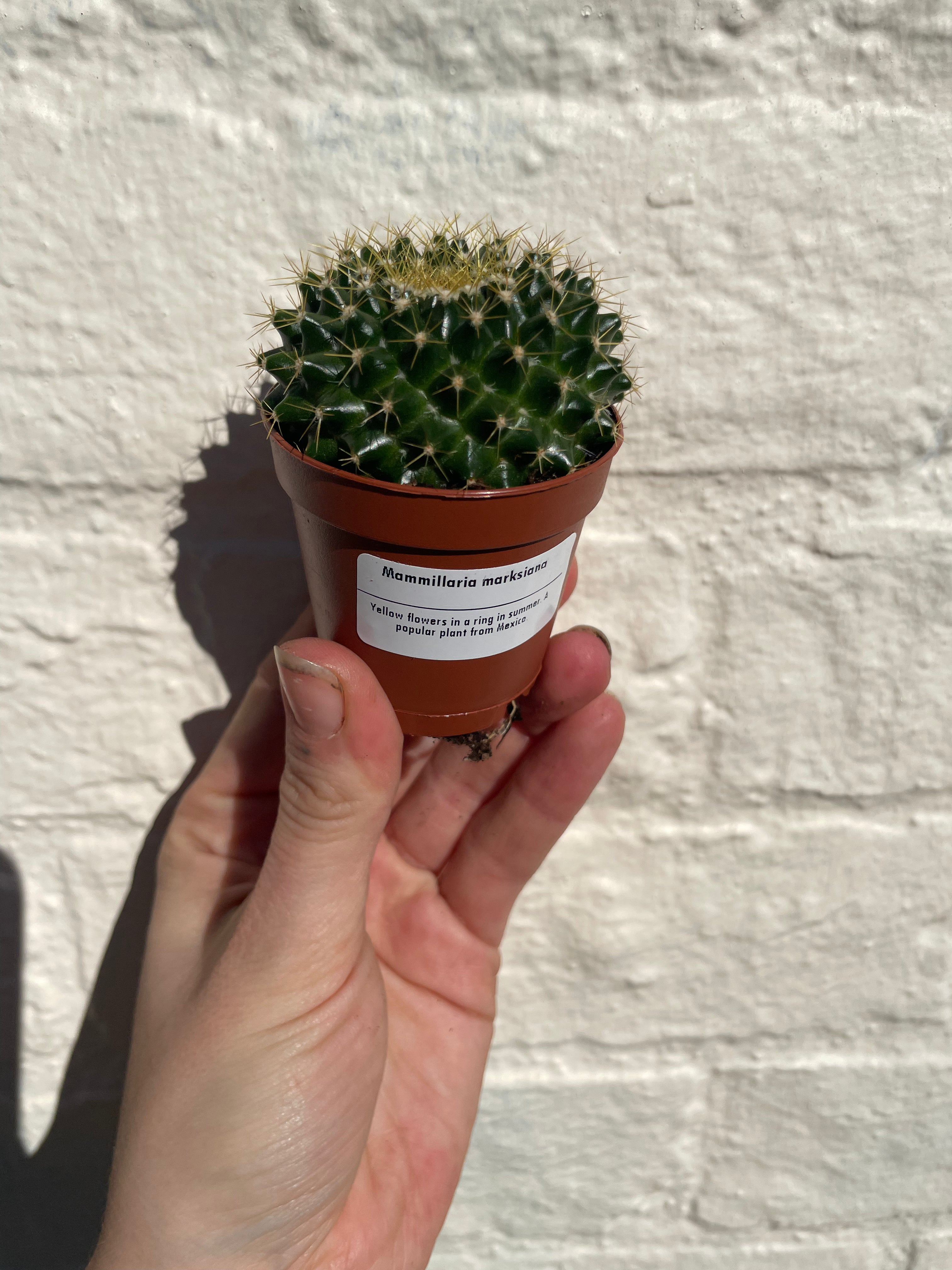 Mammillaria marksiana (Globular Cactus) - British Grown