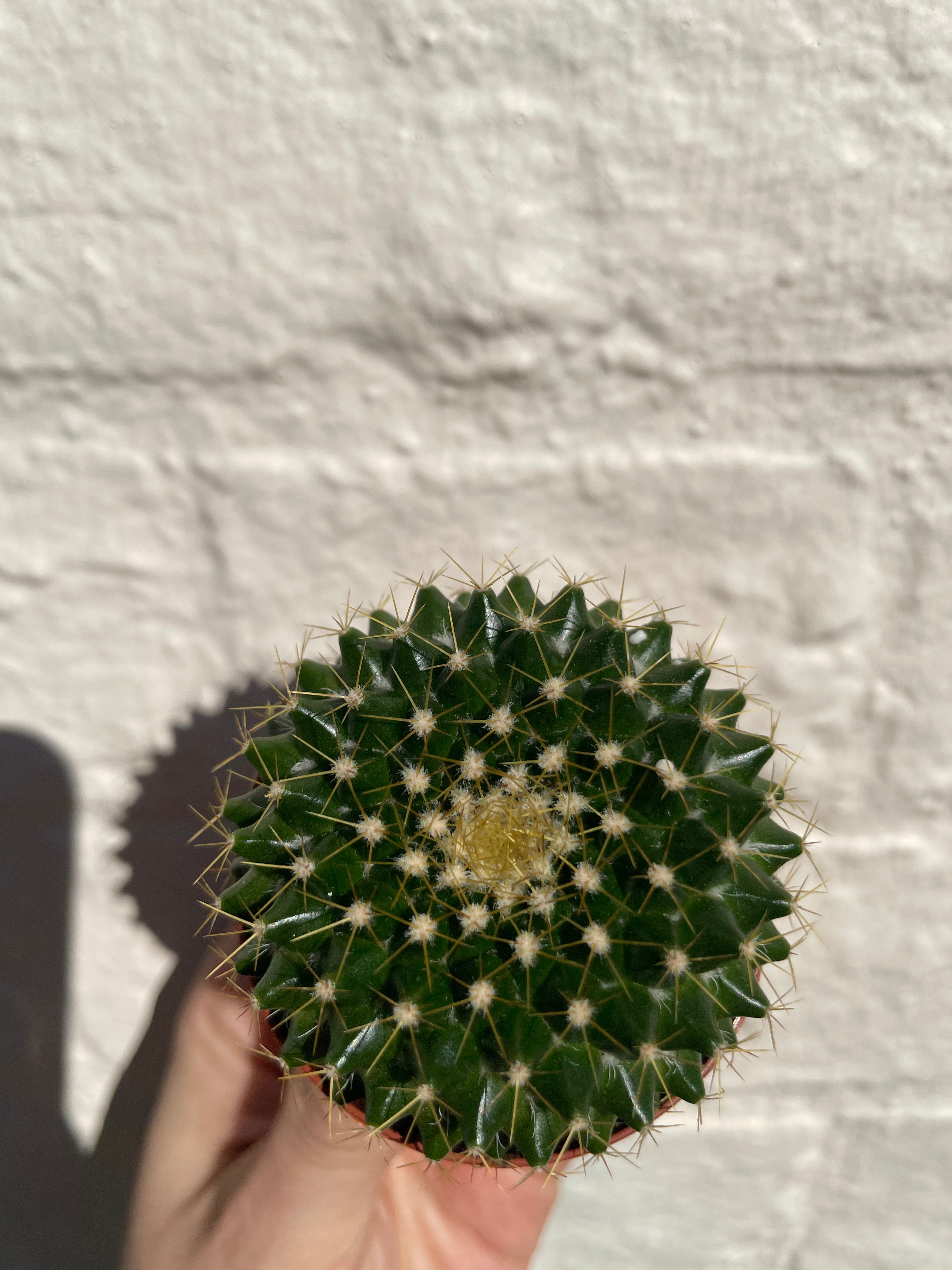 Mammillaria marksiana (Globular Cactus) - British Grown