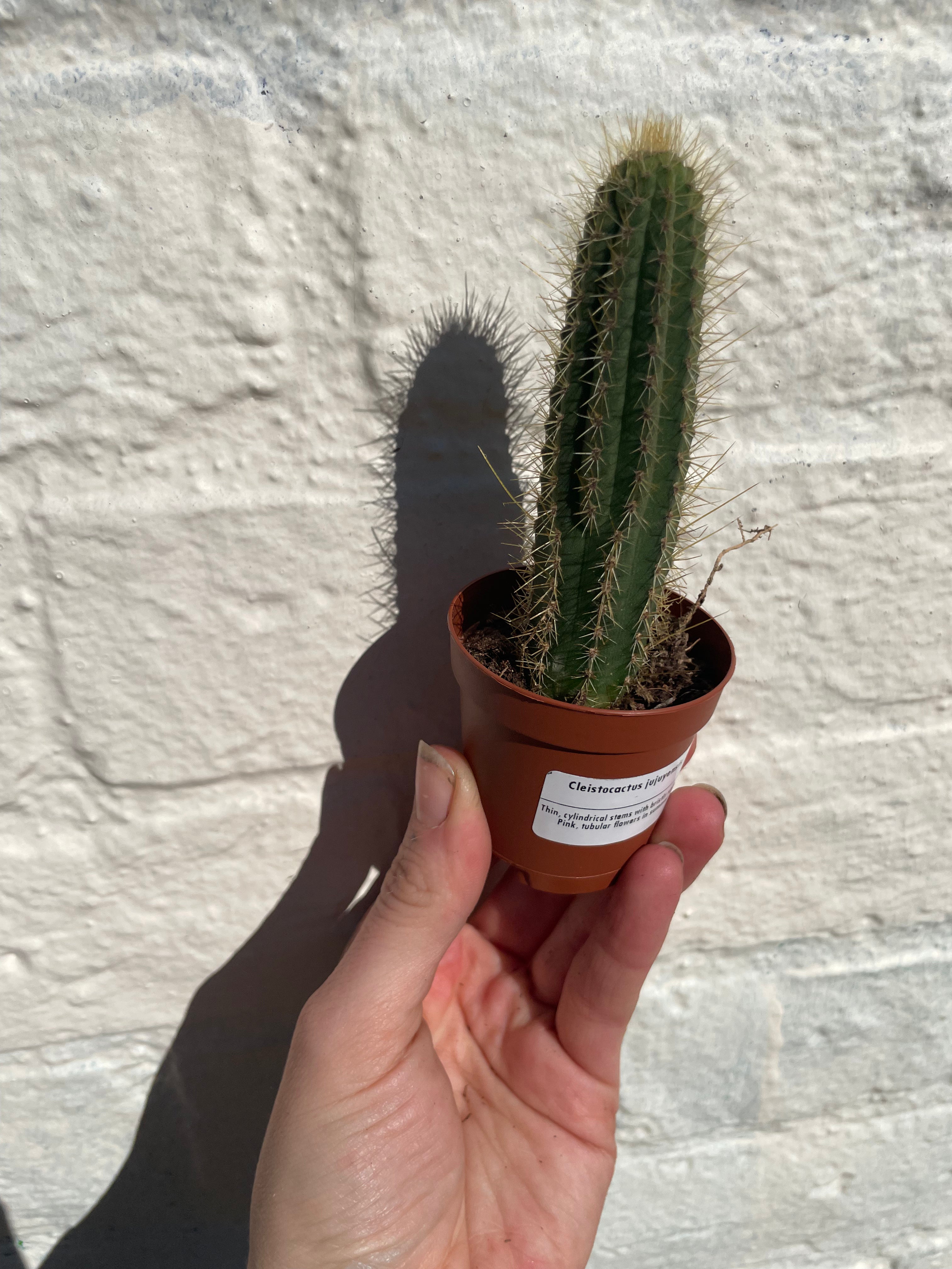 Cleistocactus jujuyensis - British Grown