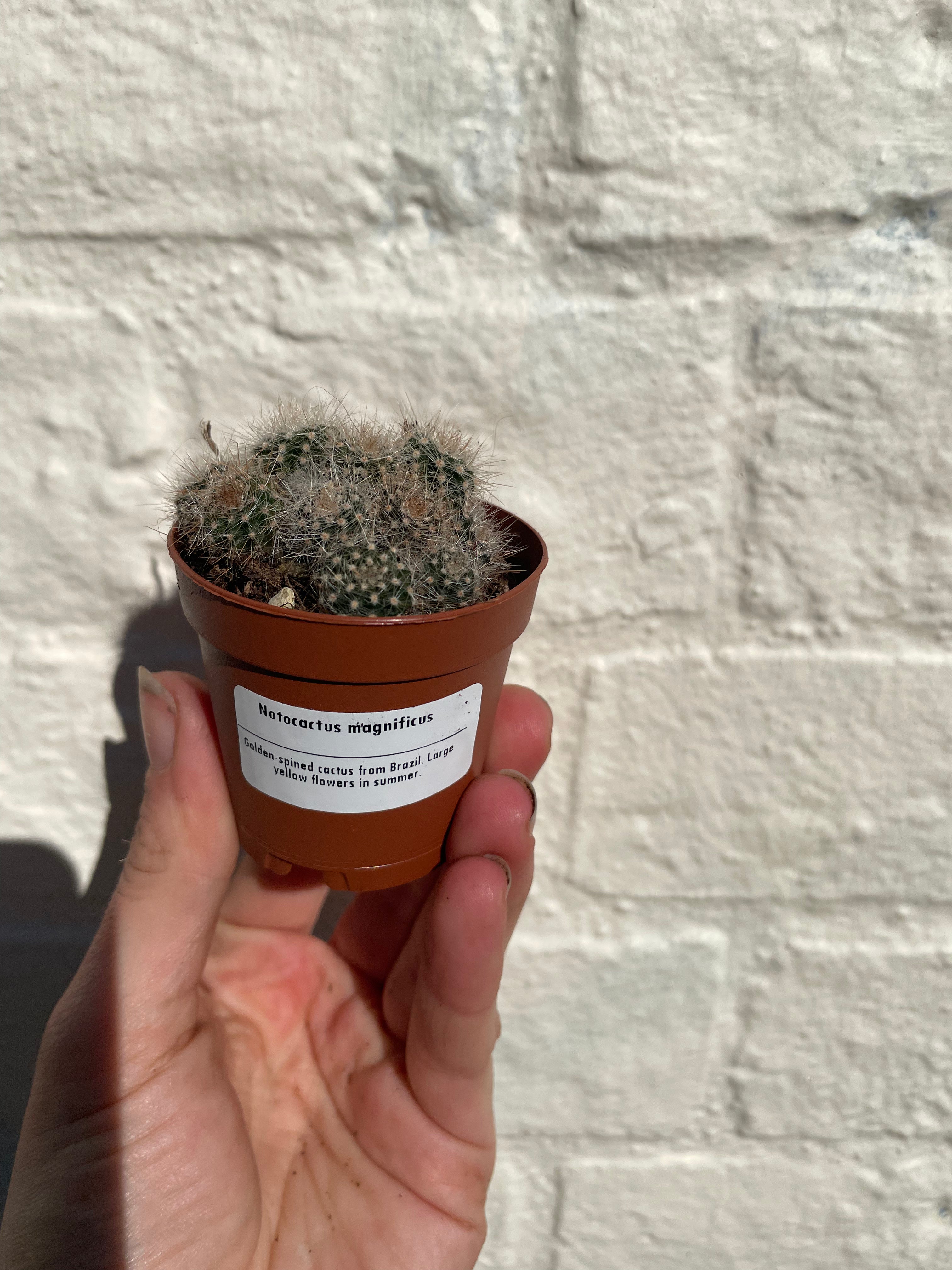 Notocactus magnificus syn. Parodia magnificus (Balloon cactus) - British Grown