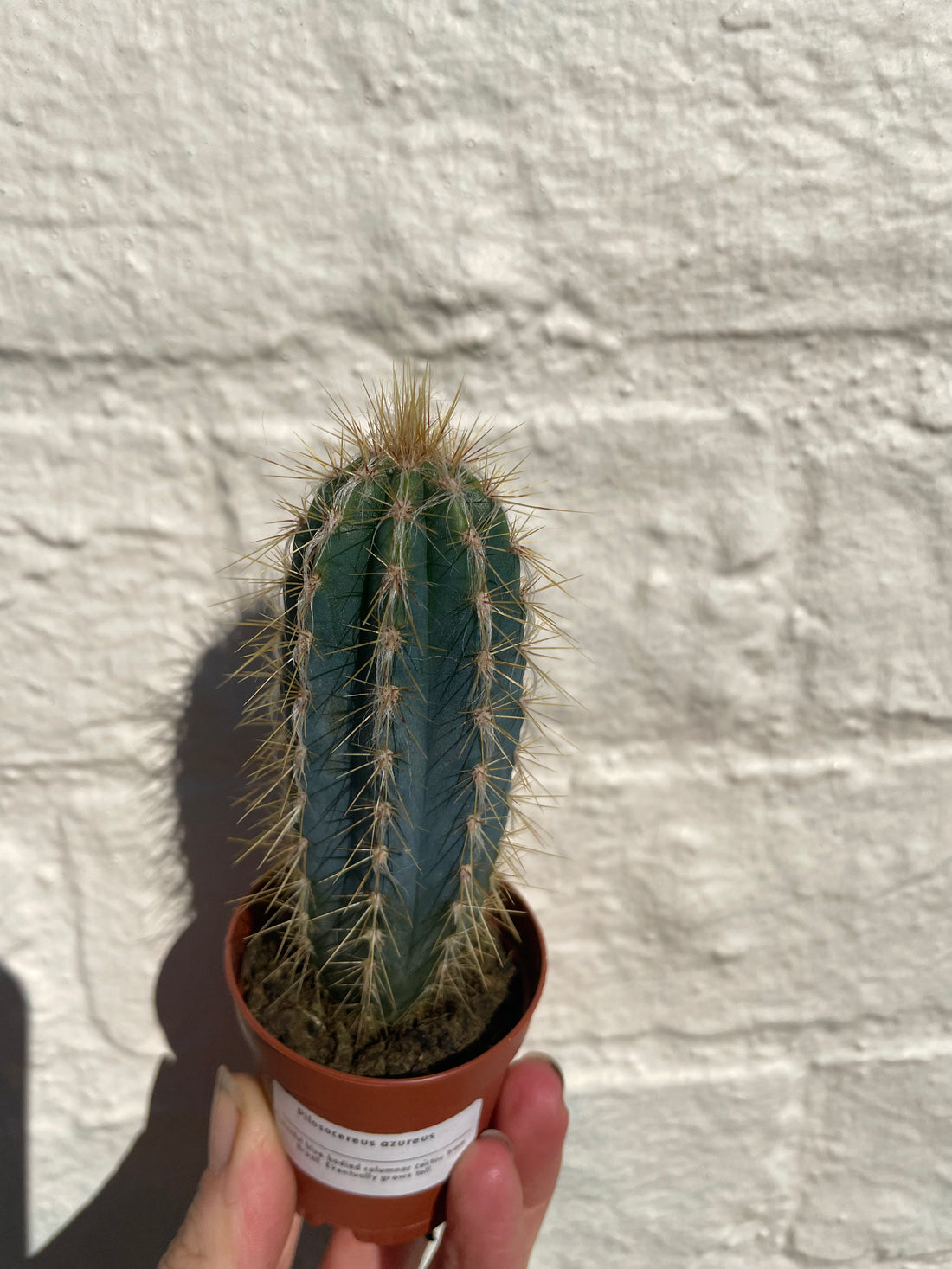 Pilosocereus azureus syn. Cereus azureus (Blue Torch Cactus)