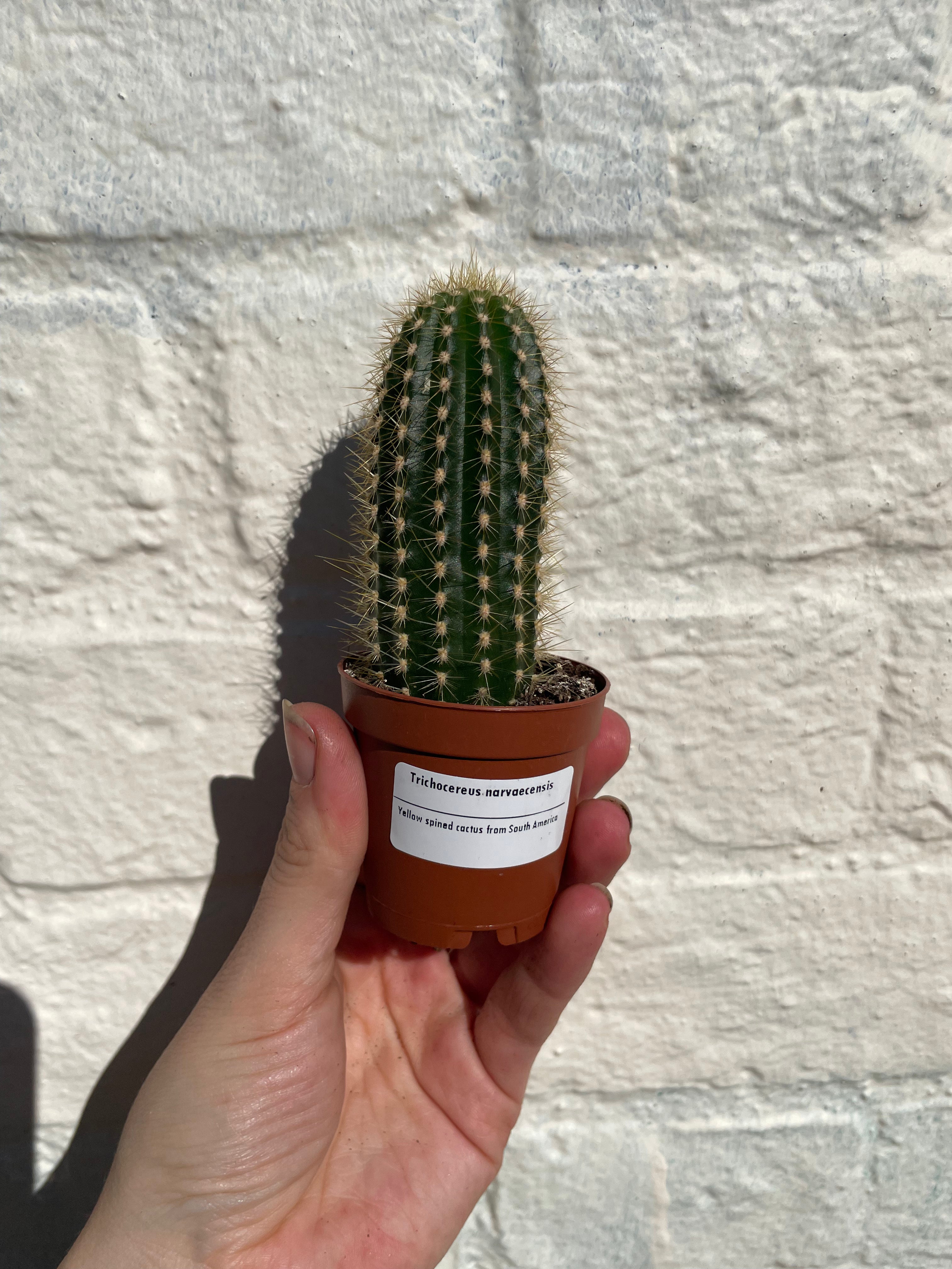 Trichocereus narvaecensis (Columnar Cactus) -British Grown