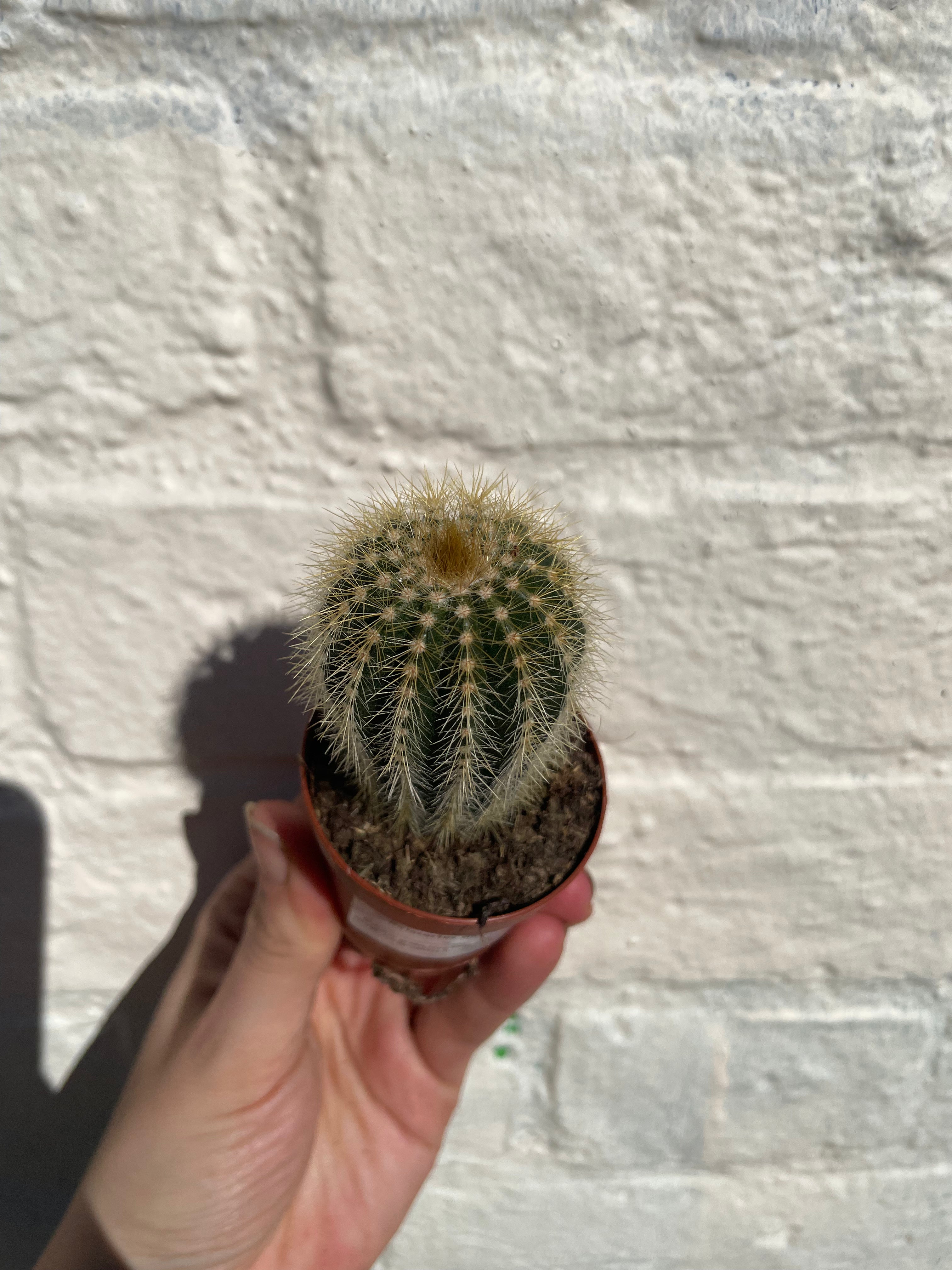 Notocactus warasii (Parodia warasii)