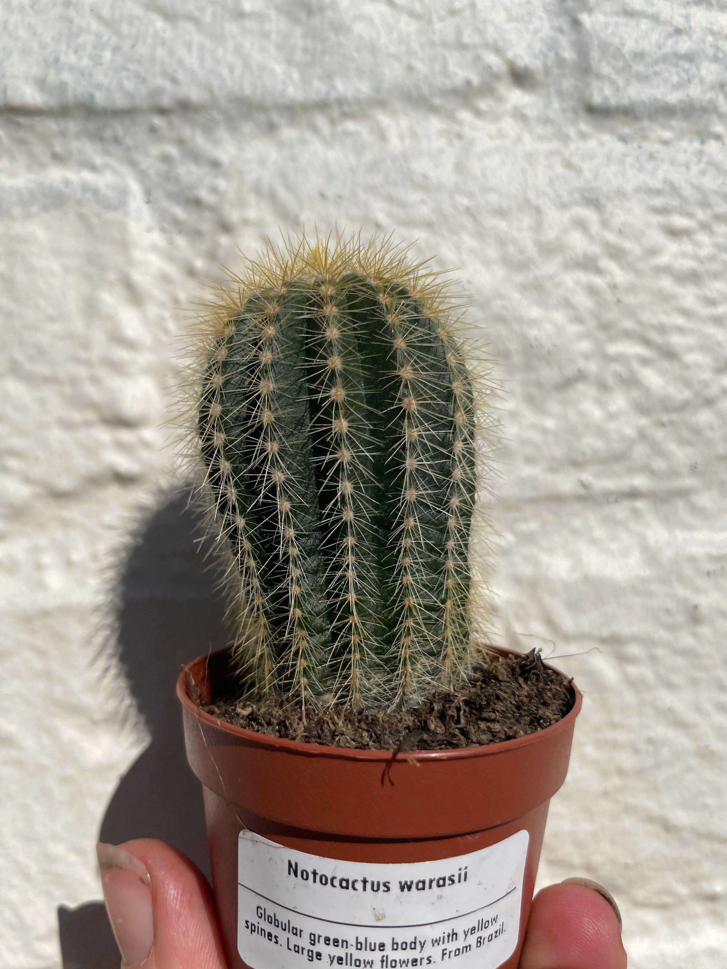 Notocactus warasii (Parodia warasii)