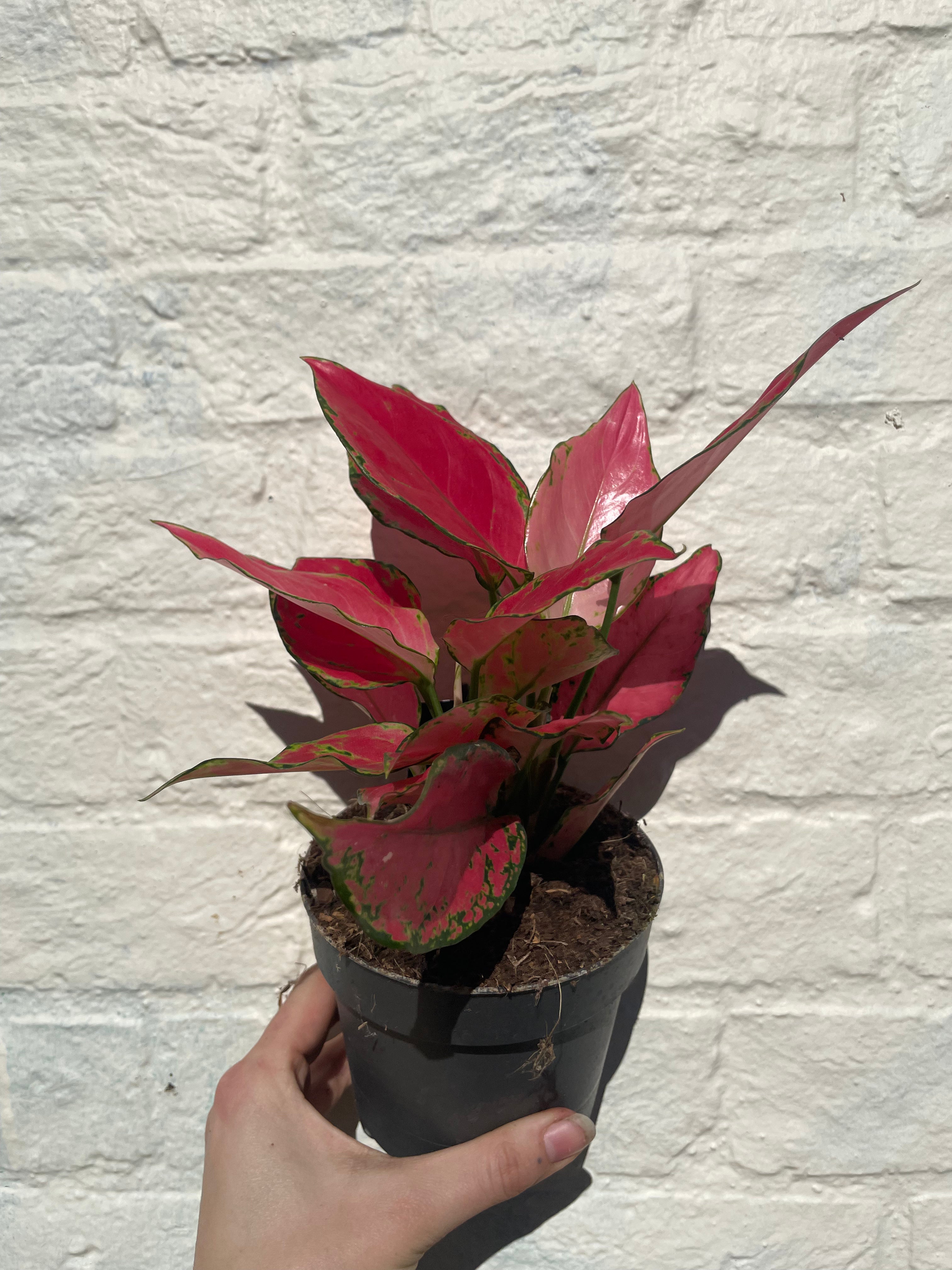 Aglaonema &