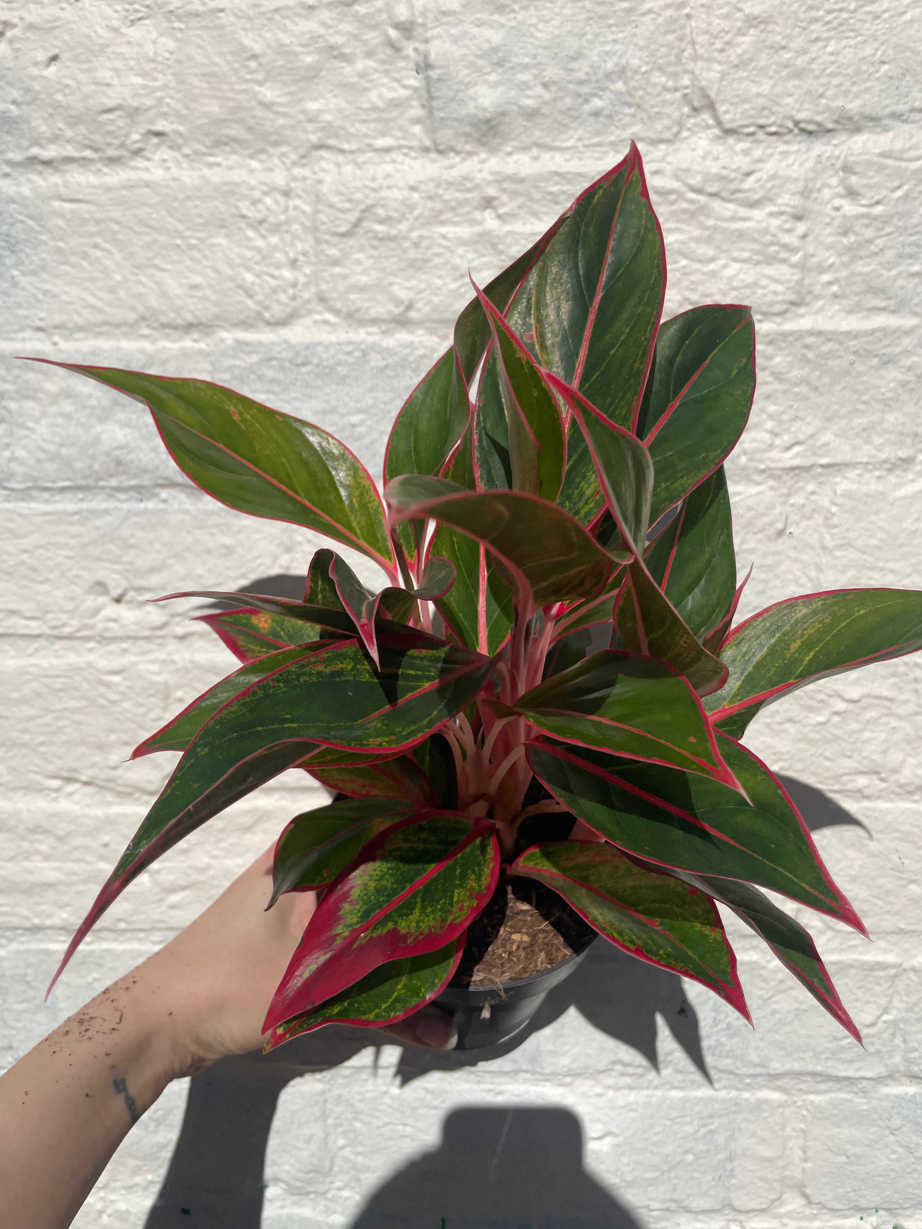 Aglaonema &