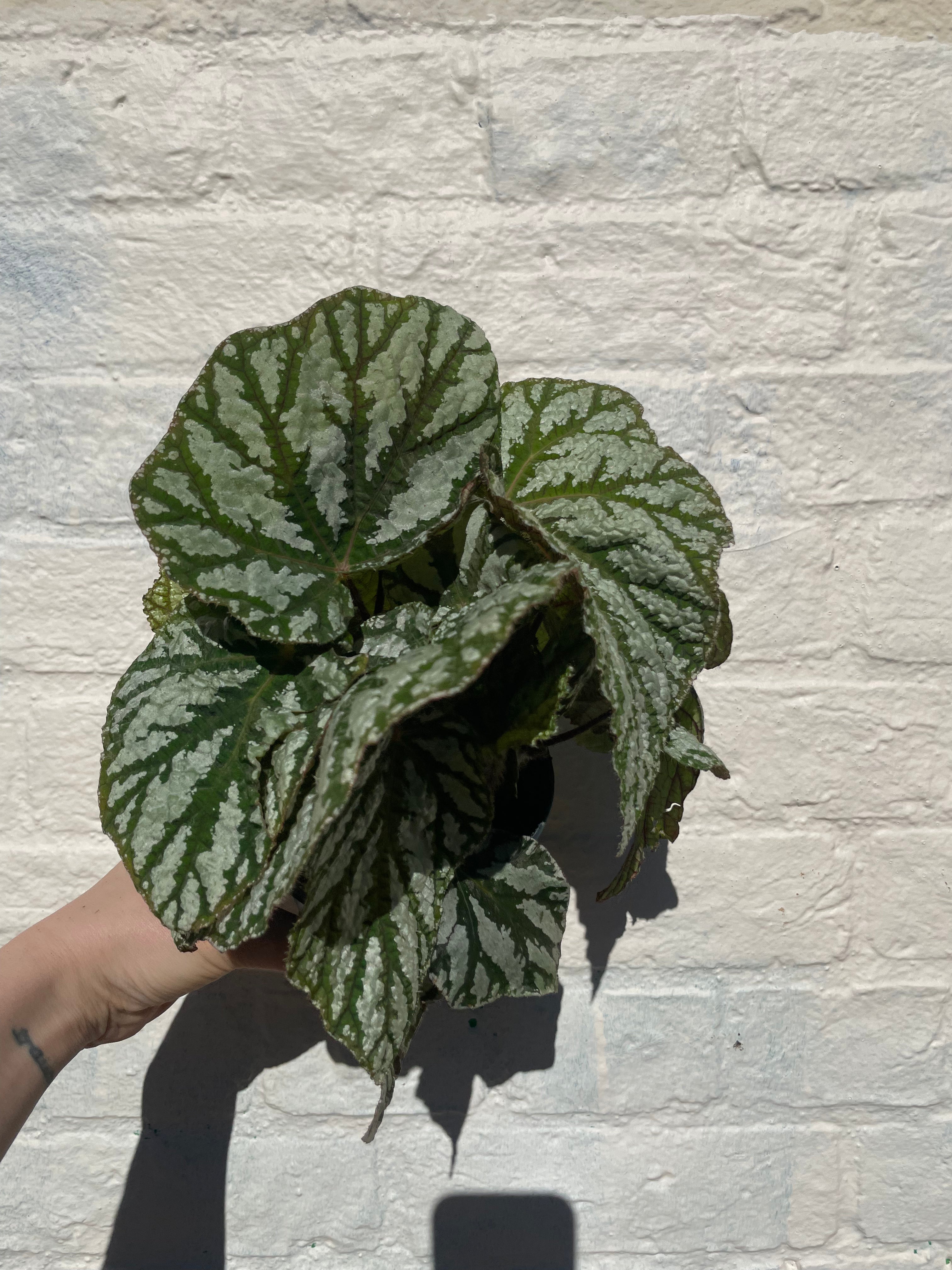 Begonia rex &