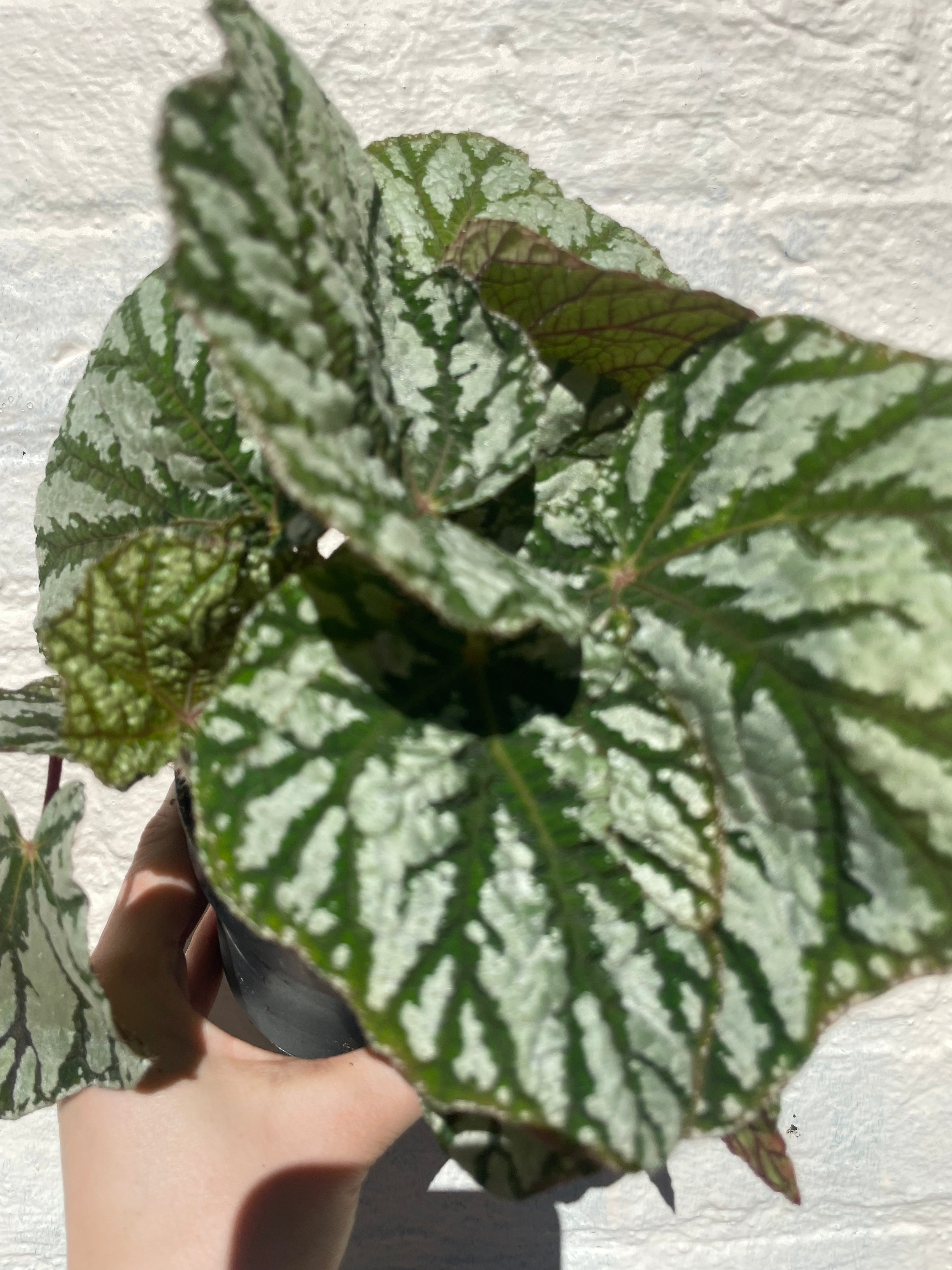 Begonia rex &