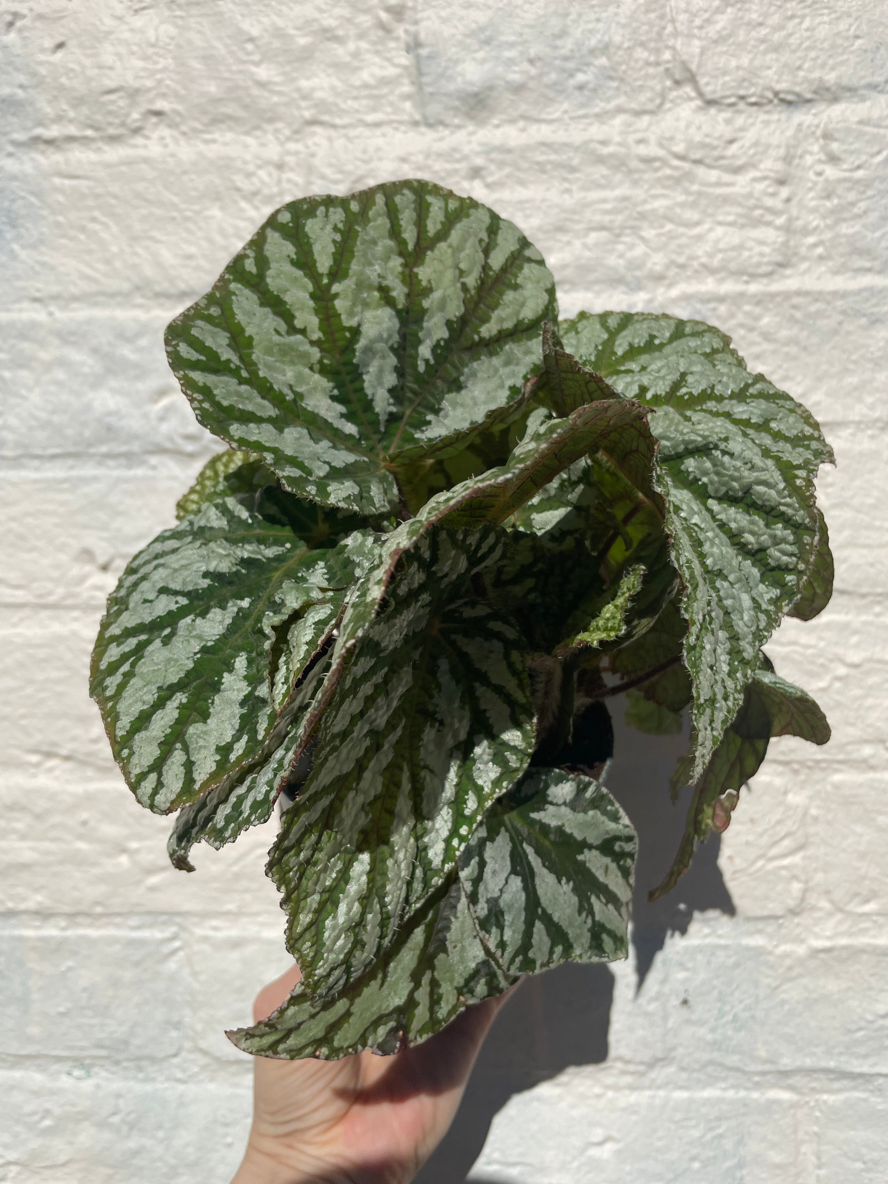 Begonia rex &