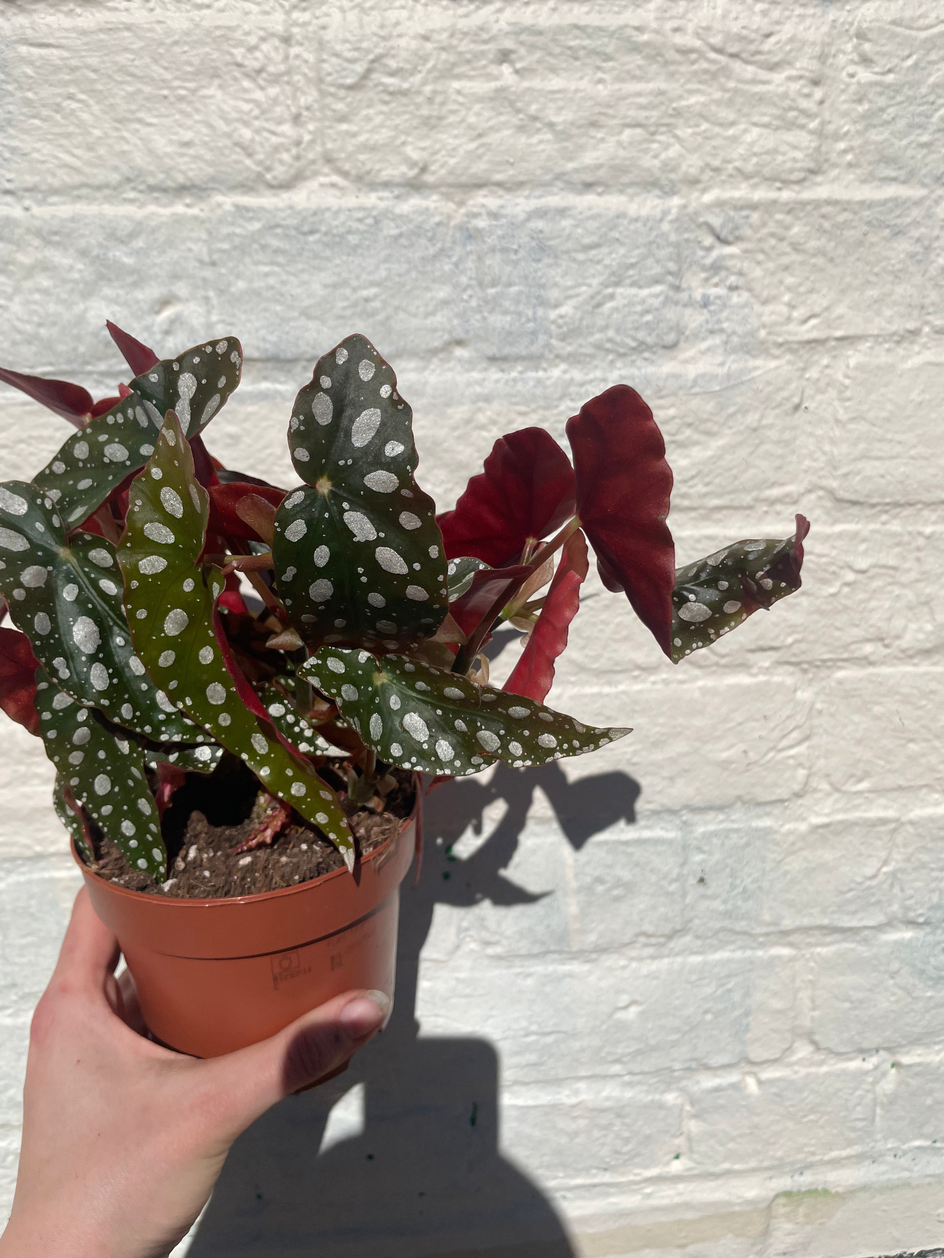 Begonia maculata &