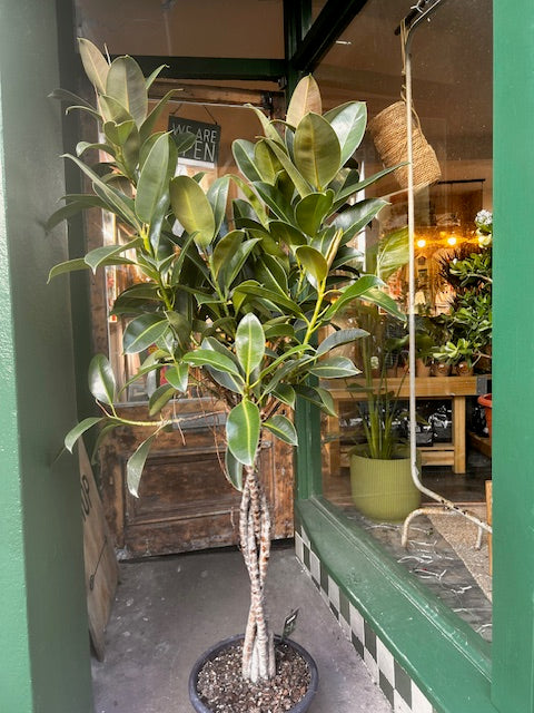 Ficus elastica (Rubber Plant)