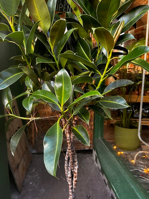 Ficus elastica (Rubber Plant)