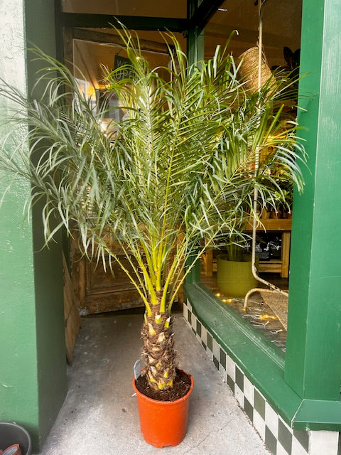 Phoenix roebelenii (Pygmy Date Palm)