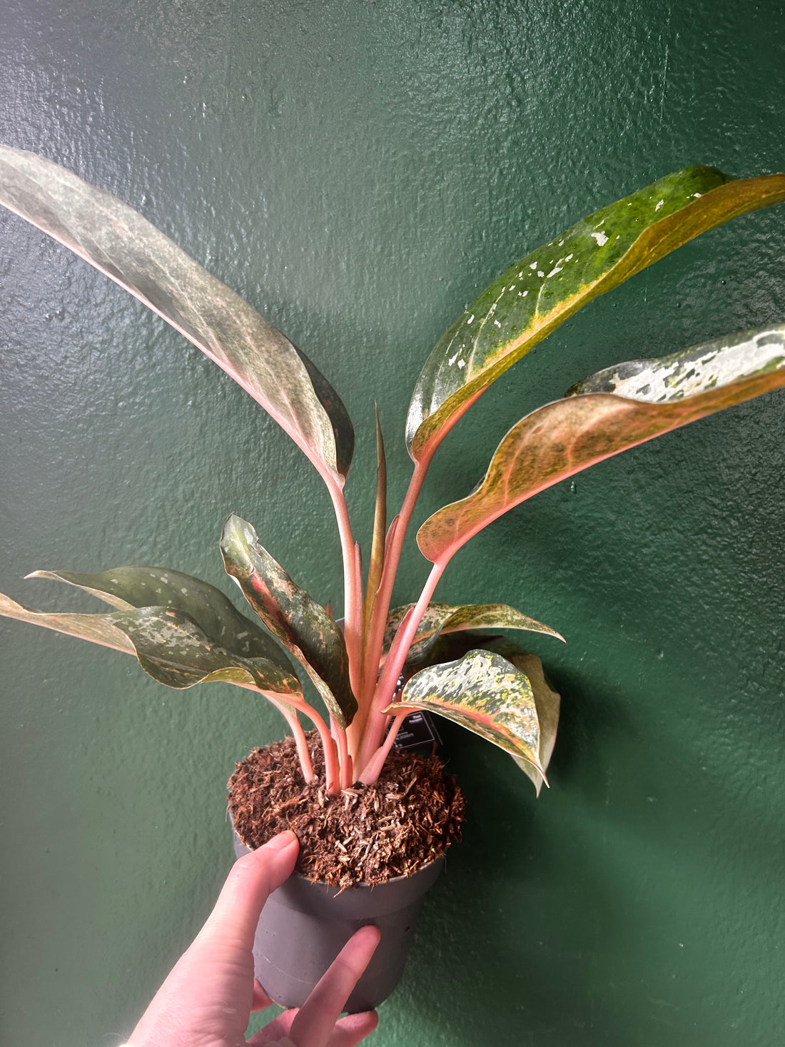 Aglaonema &