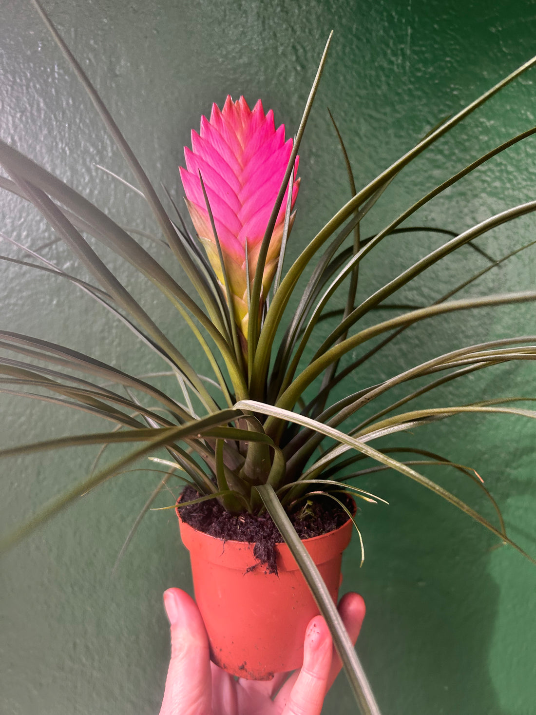 Tillandsia &