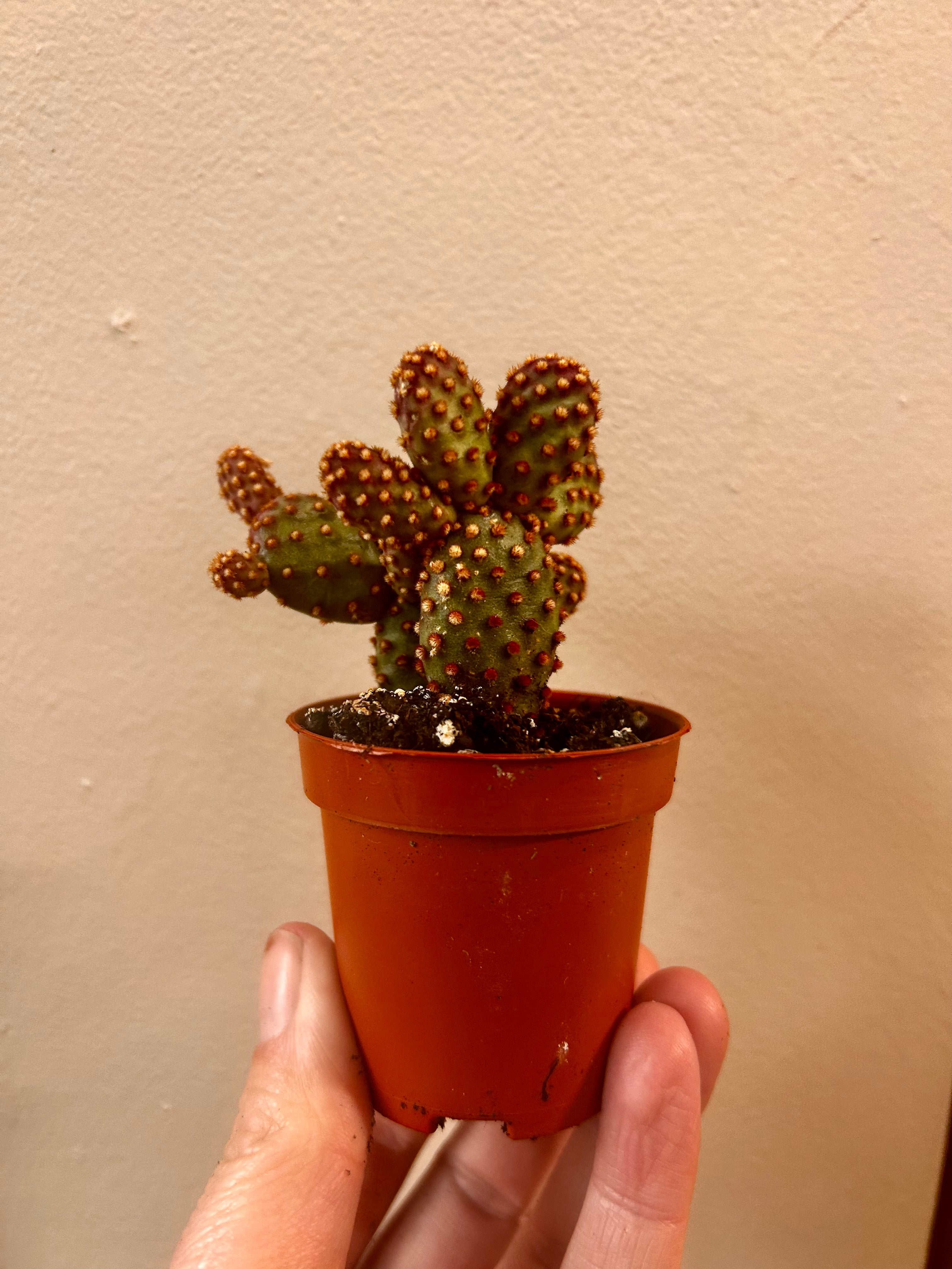 Opuntia microdasys Varieties (Bunny ear/ Angel wing cactus)