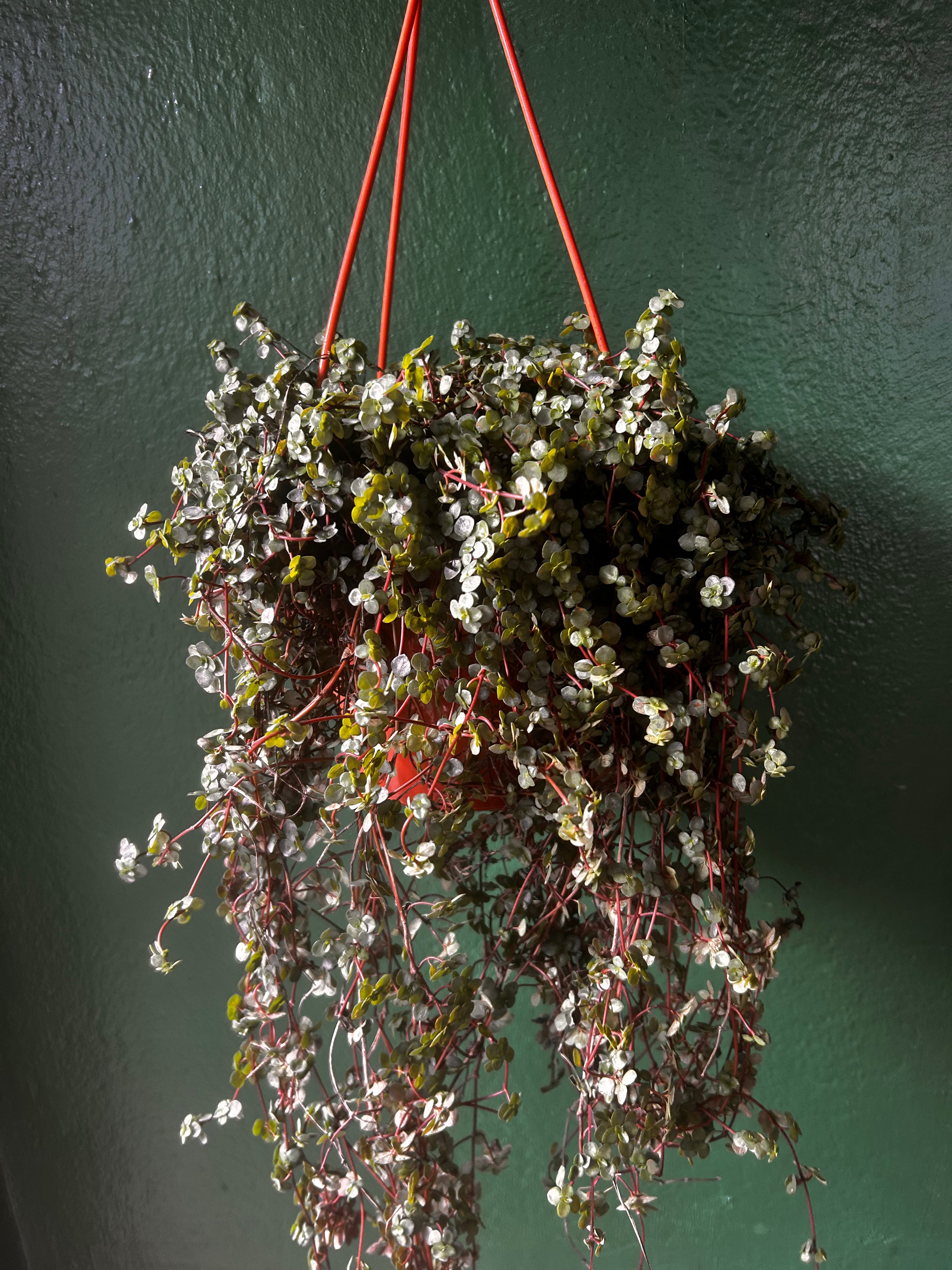 Pilea glaucophylla &