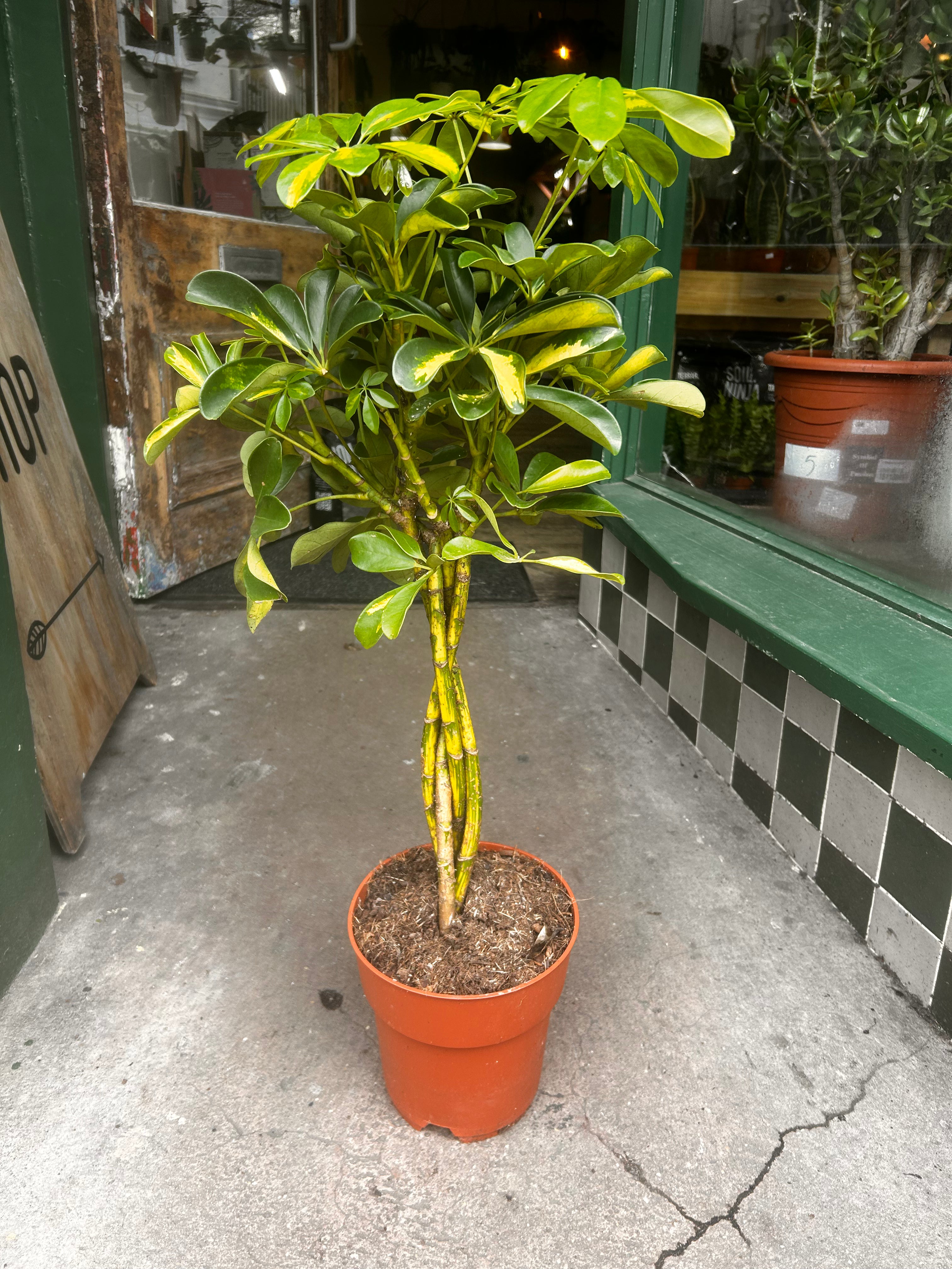 Schefflera arboricola &