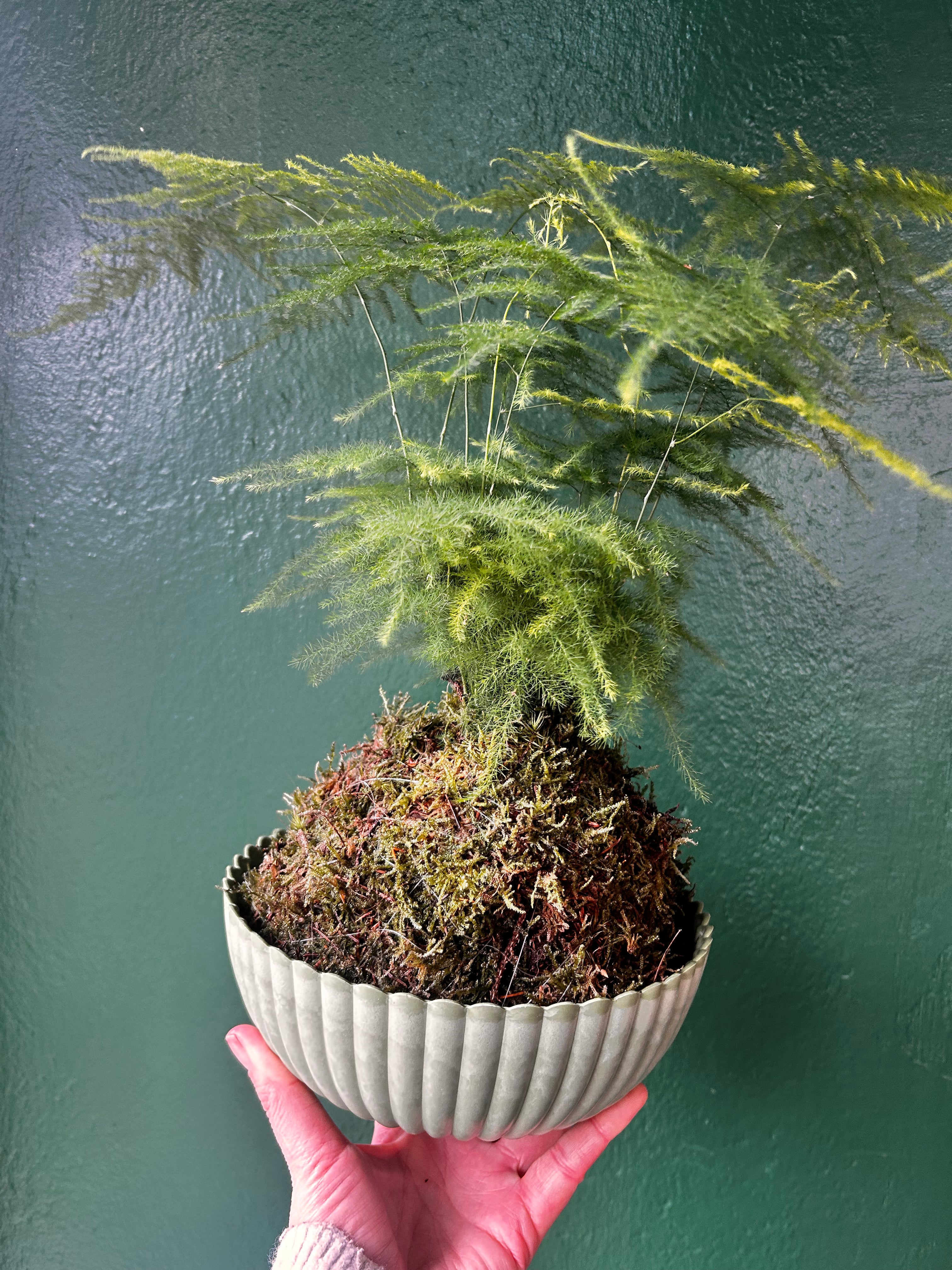 Kokedama (Moss Ball)
