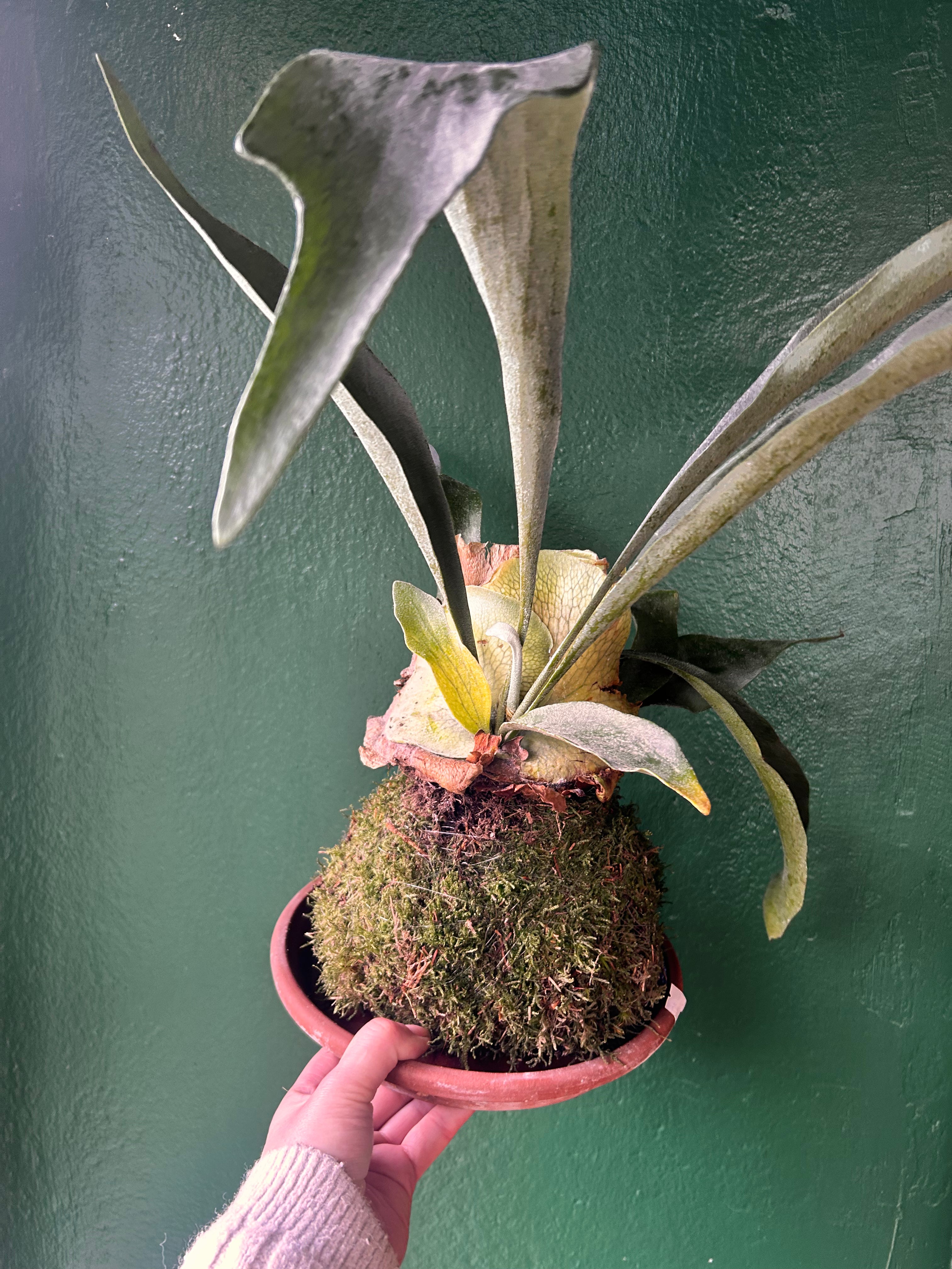 Kokedama (Moss Ball)
