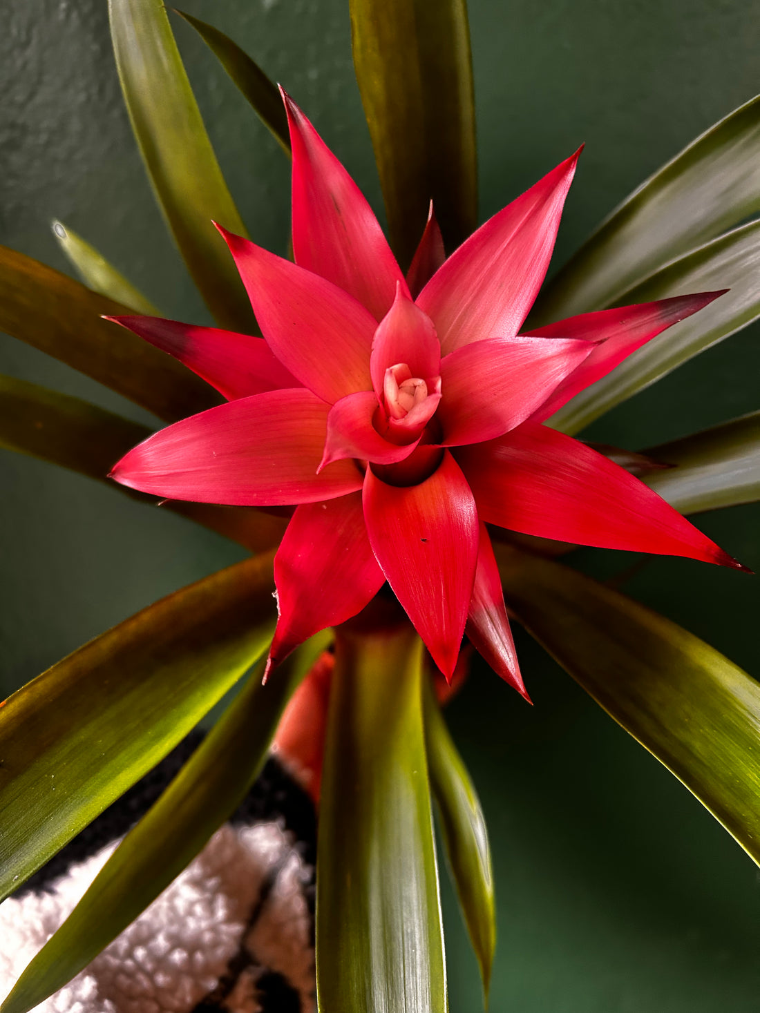 Guzmania &