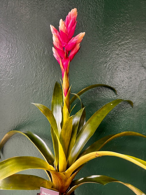 Guzmania &