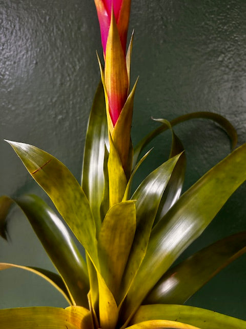 Guzmania &