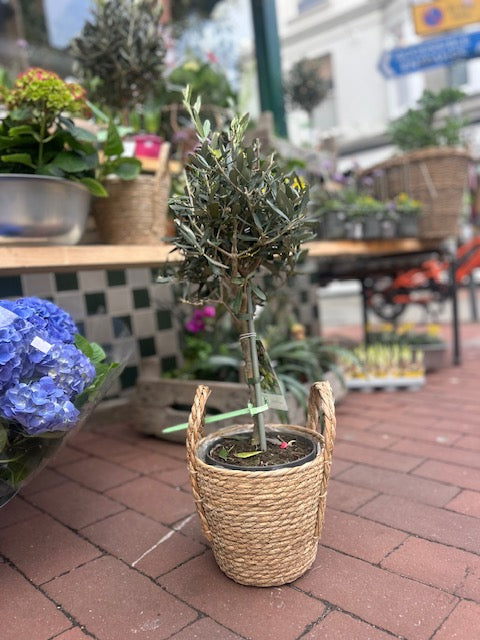 Olea plant (olive tree)