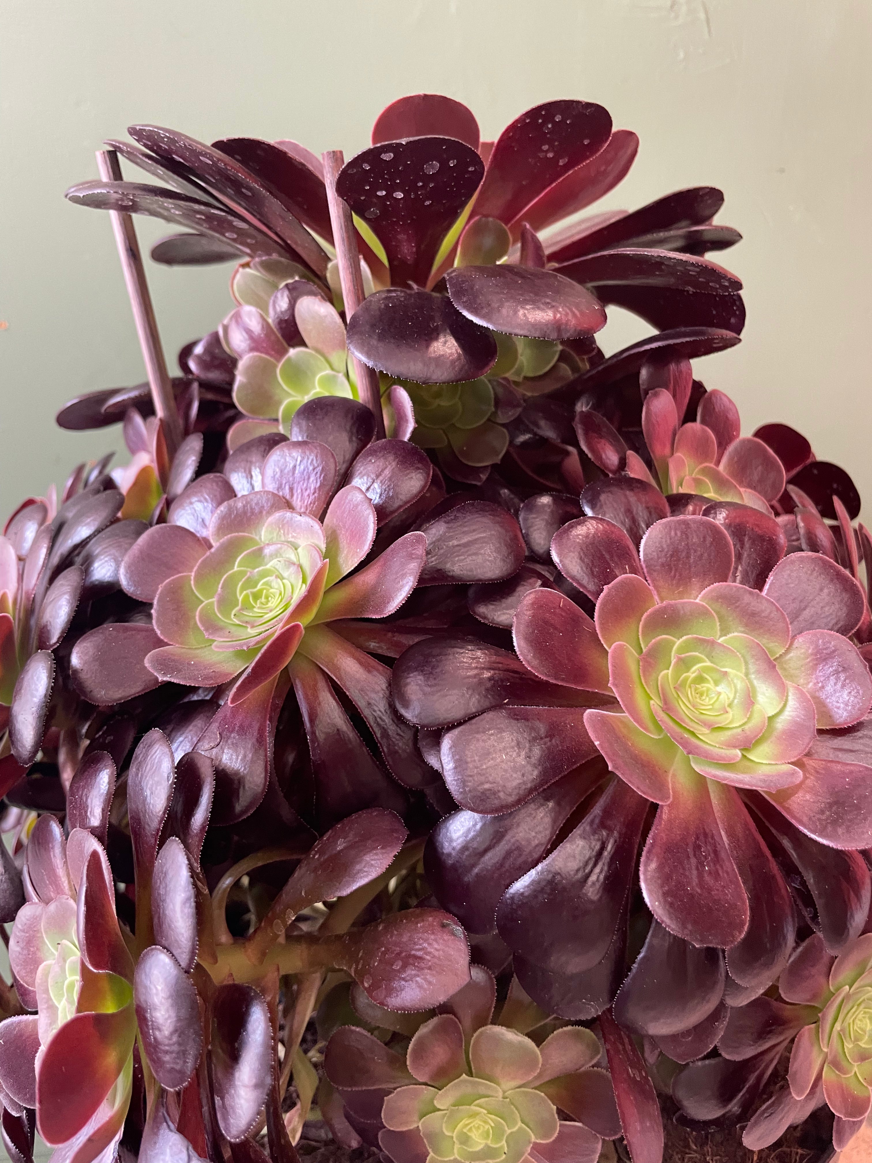 Aeonium arboreum Varieties (Houseleek Tree/ Tree Aeonium)