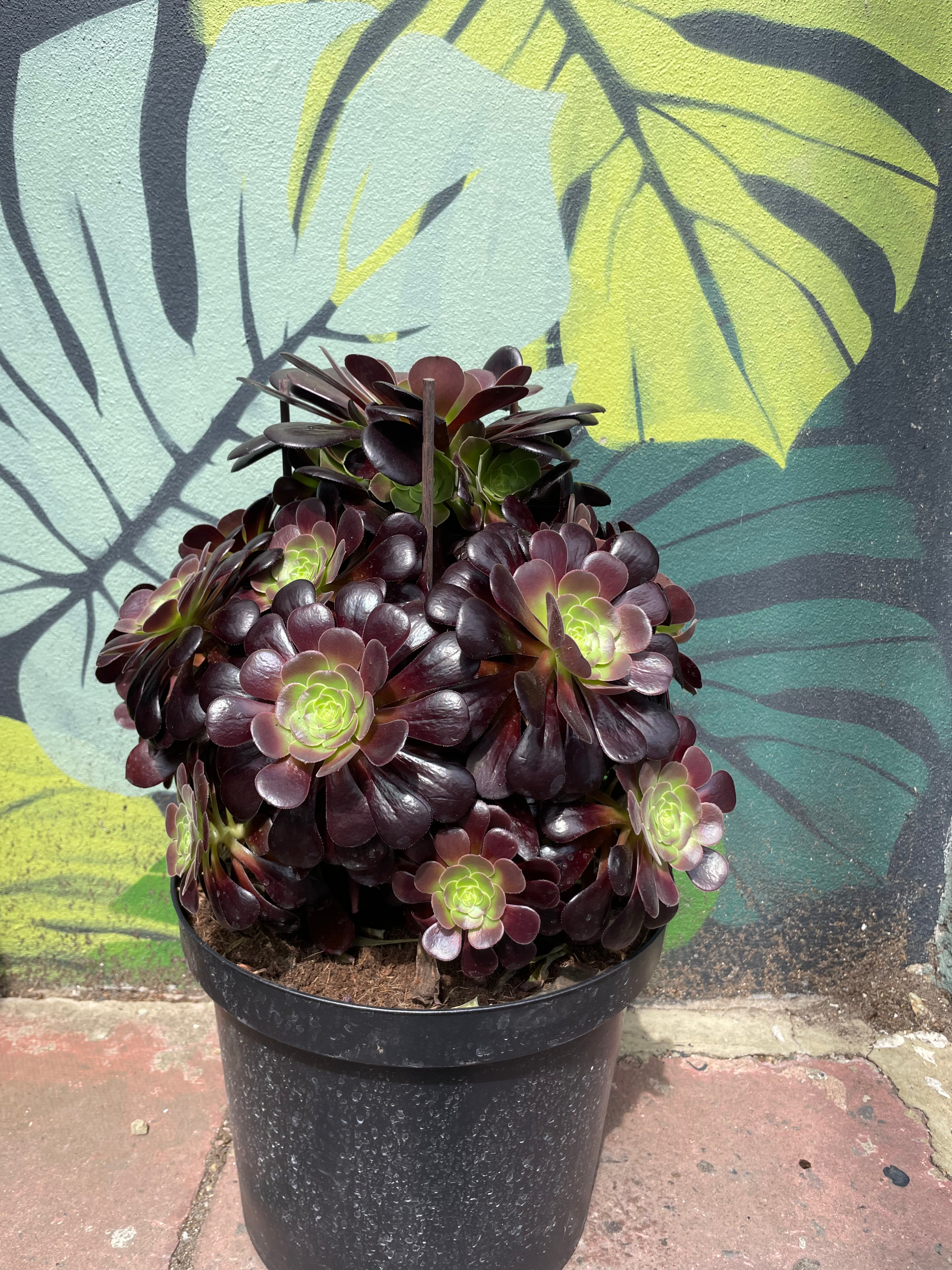 Aeonium arboreum Varieties (Houseleek Tree/ Tree Aeonium)