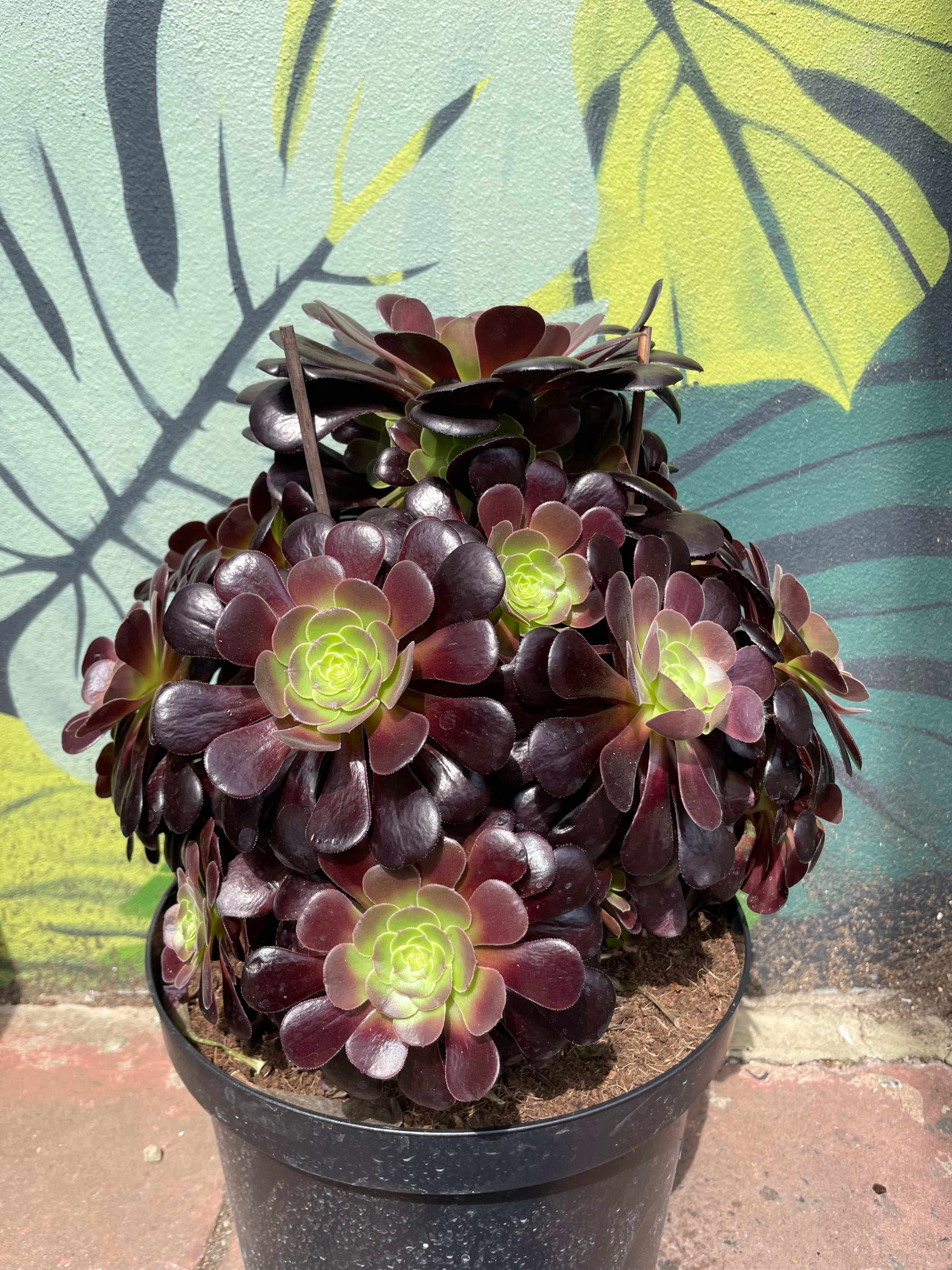 Aeonium arboreum Varieties (Houseleek Tree/ Tree Aeonium)