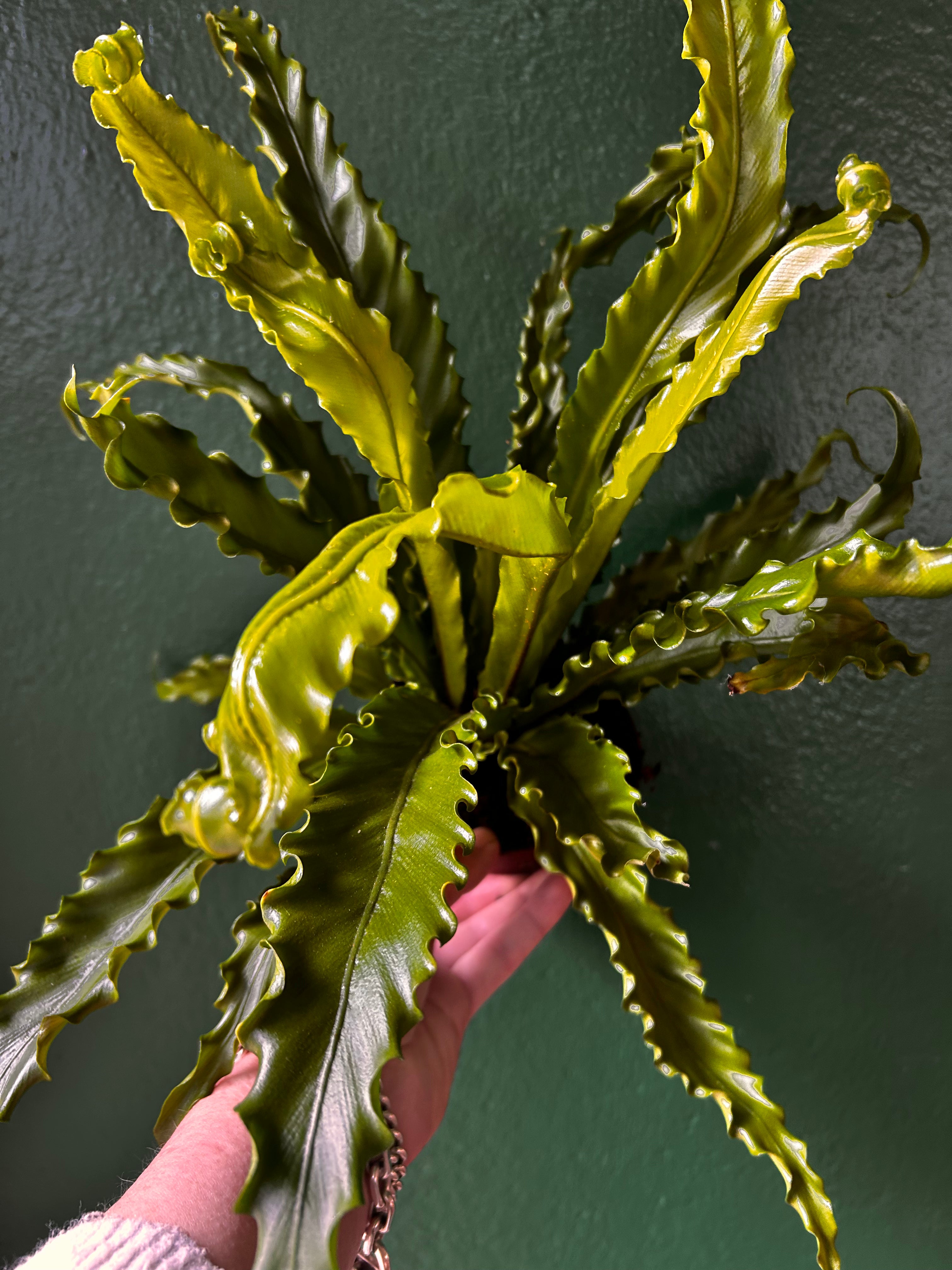 Asplenium Antiquum &