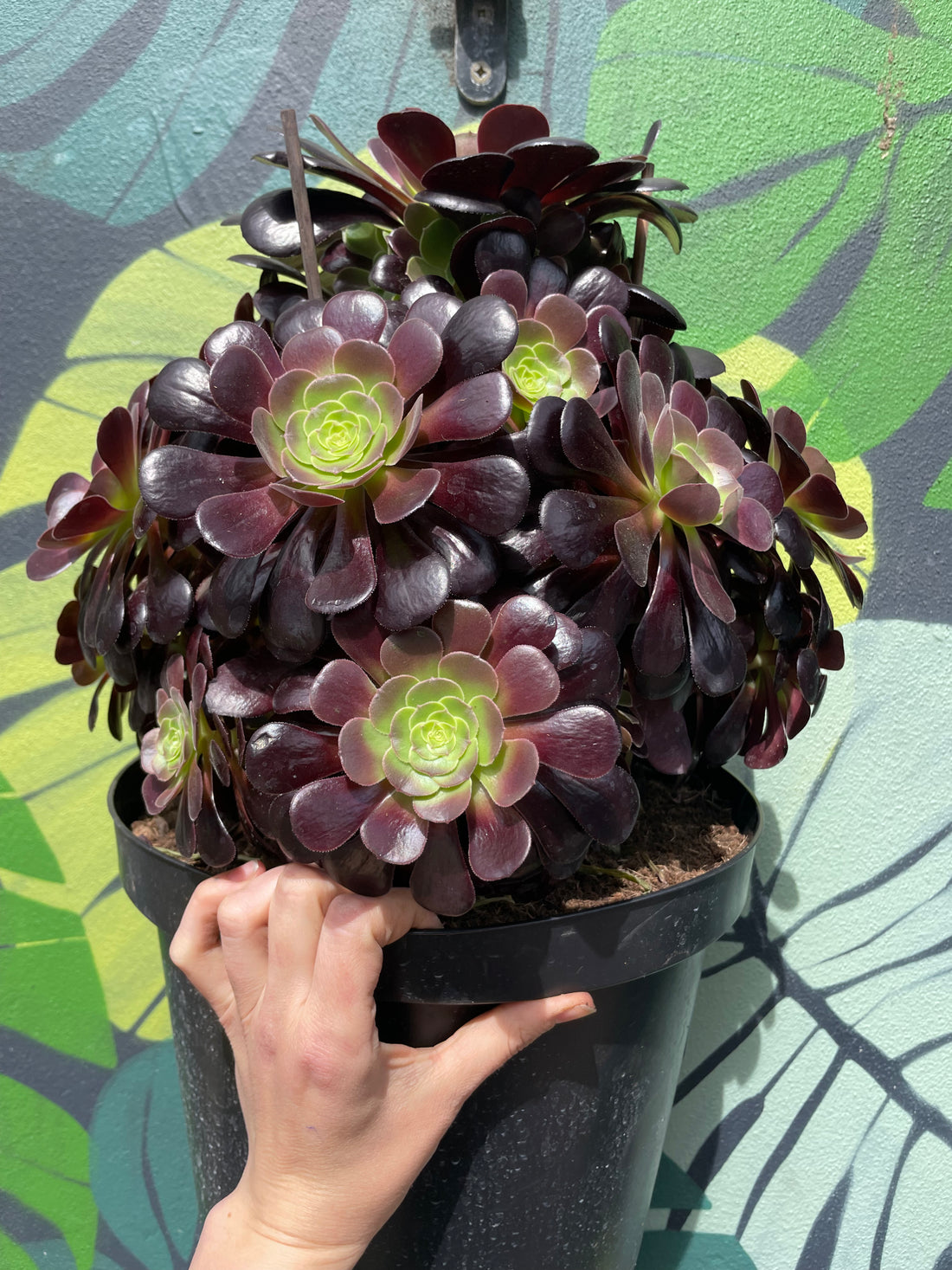 Aeonium arboreum Varieties (Houseleek Tree/ Tree Aeonium)