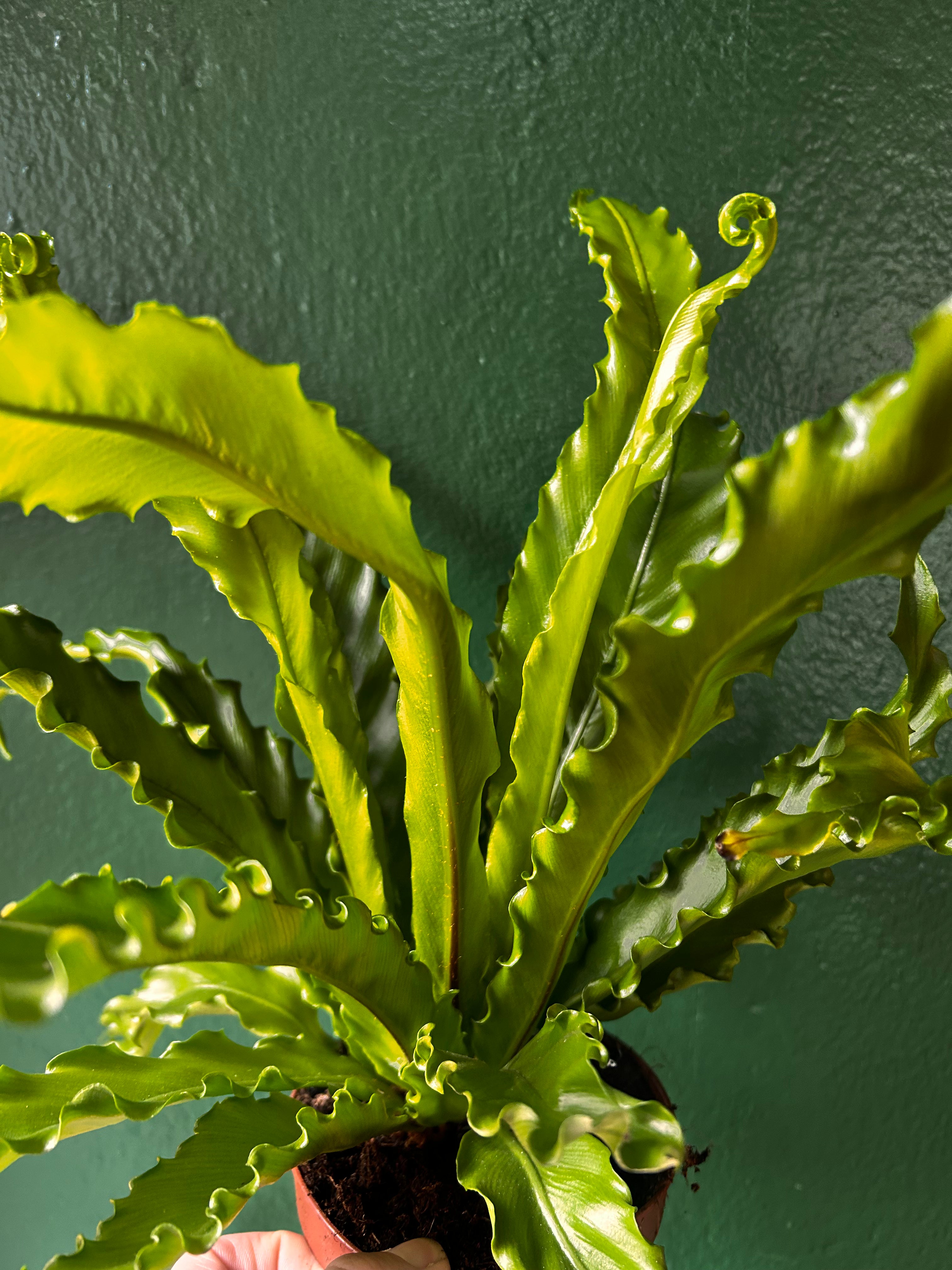 Asplenium Antiquum &