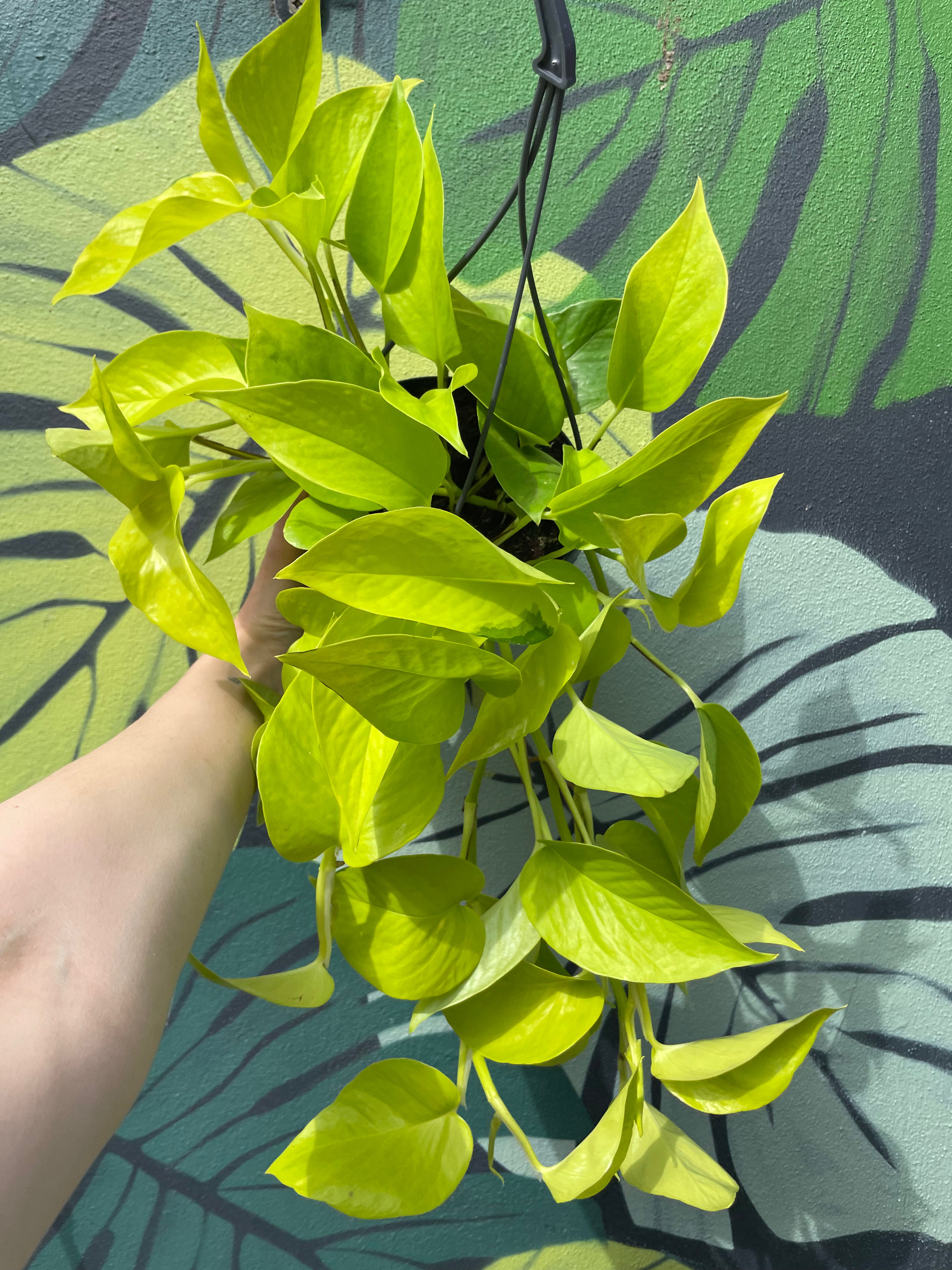 Epipremnum Aureum &