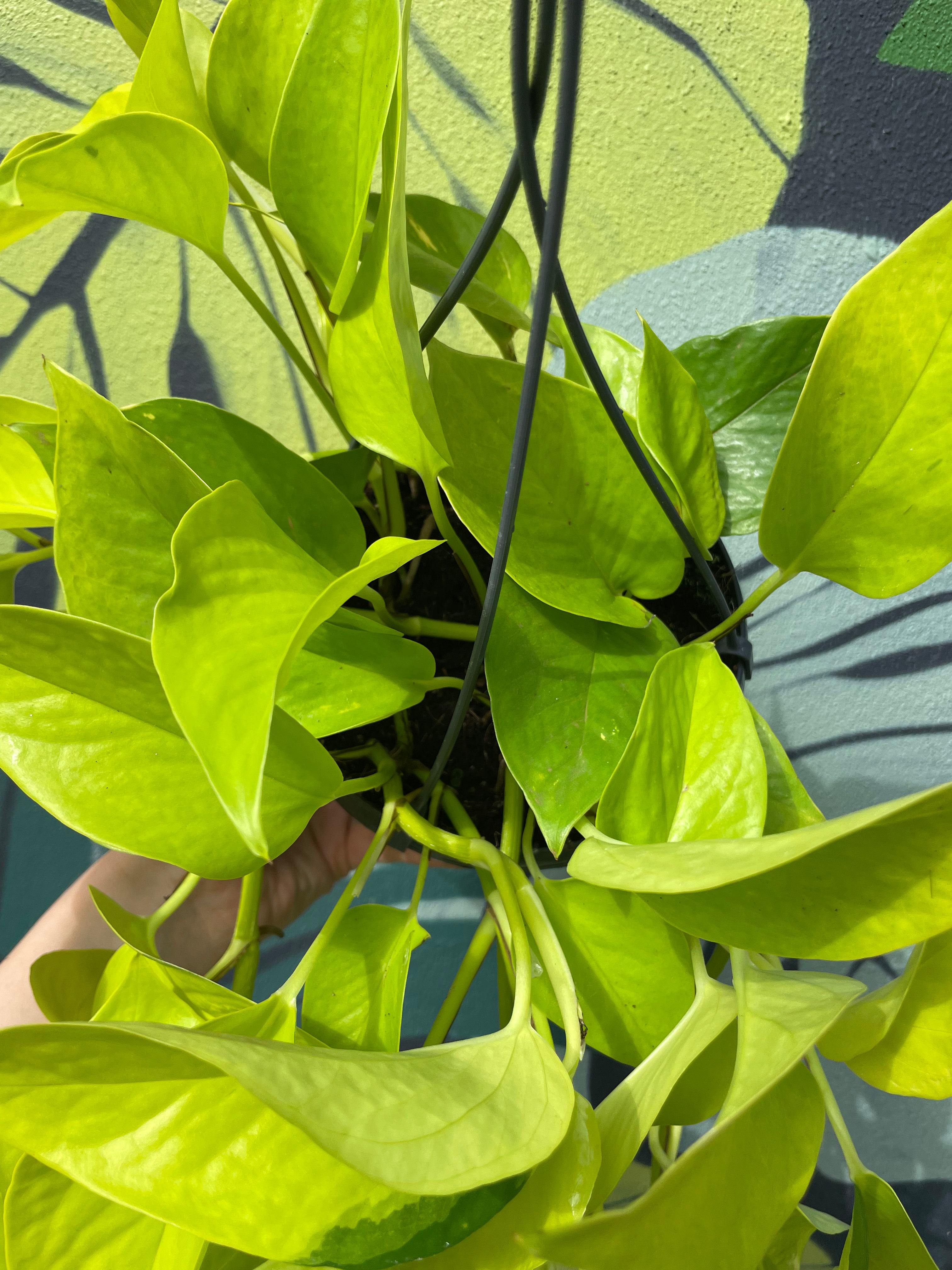 Epipremnum Aureum &