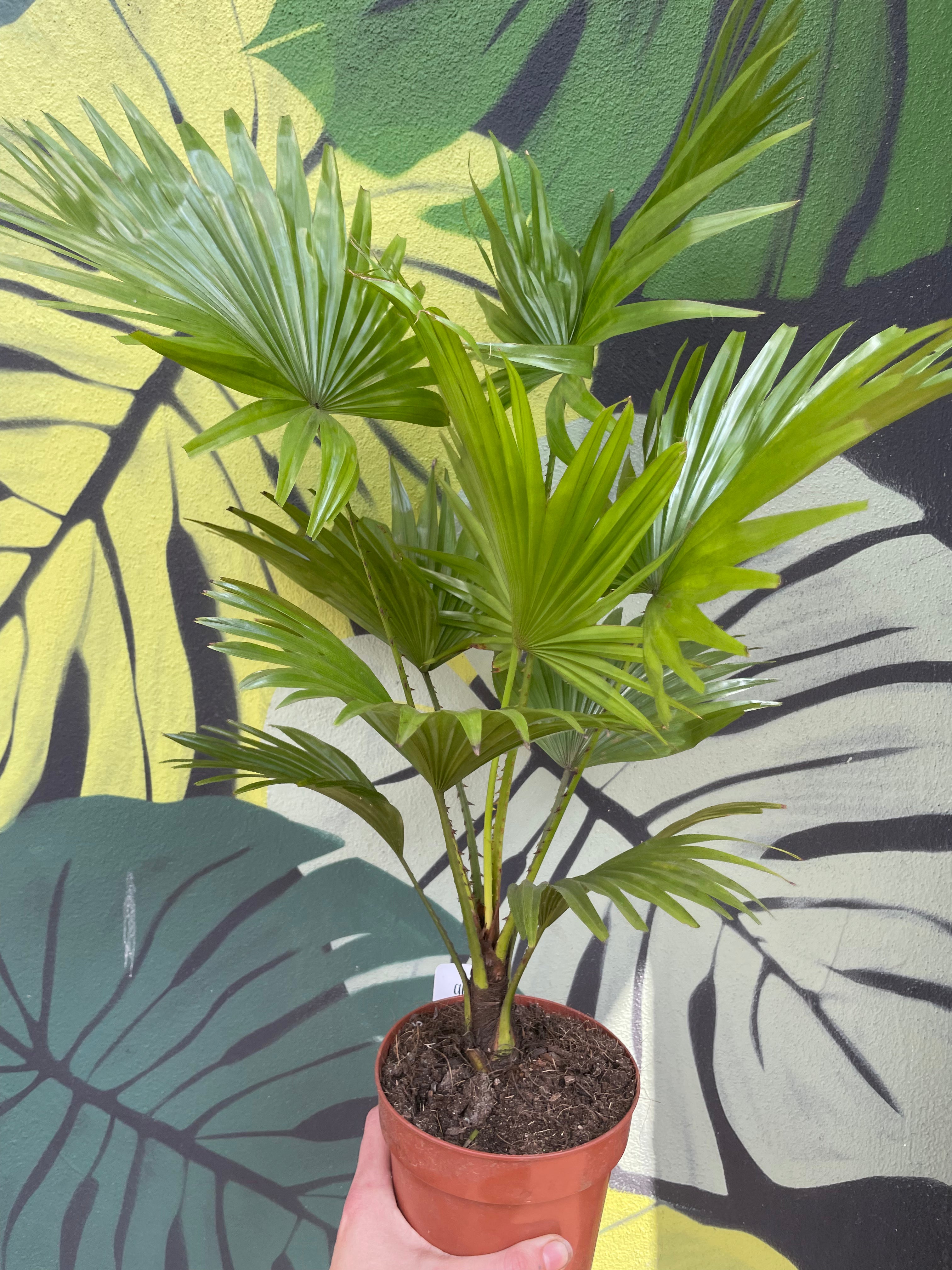 Livistona rotundifolia (Fountain palm)