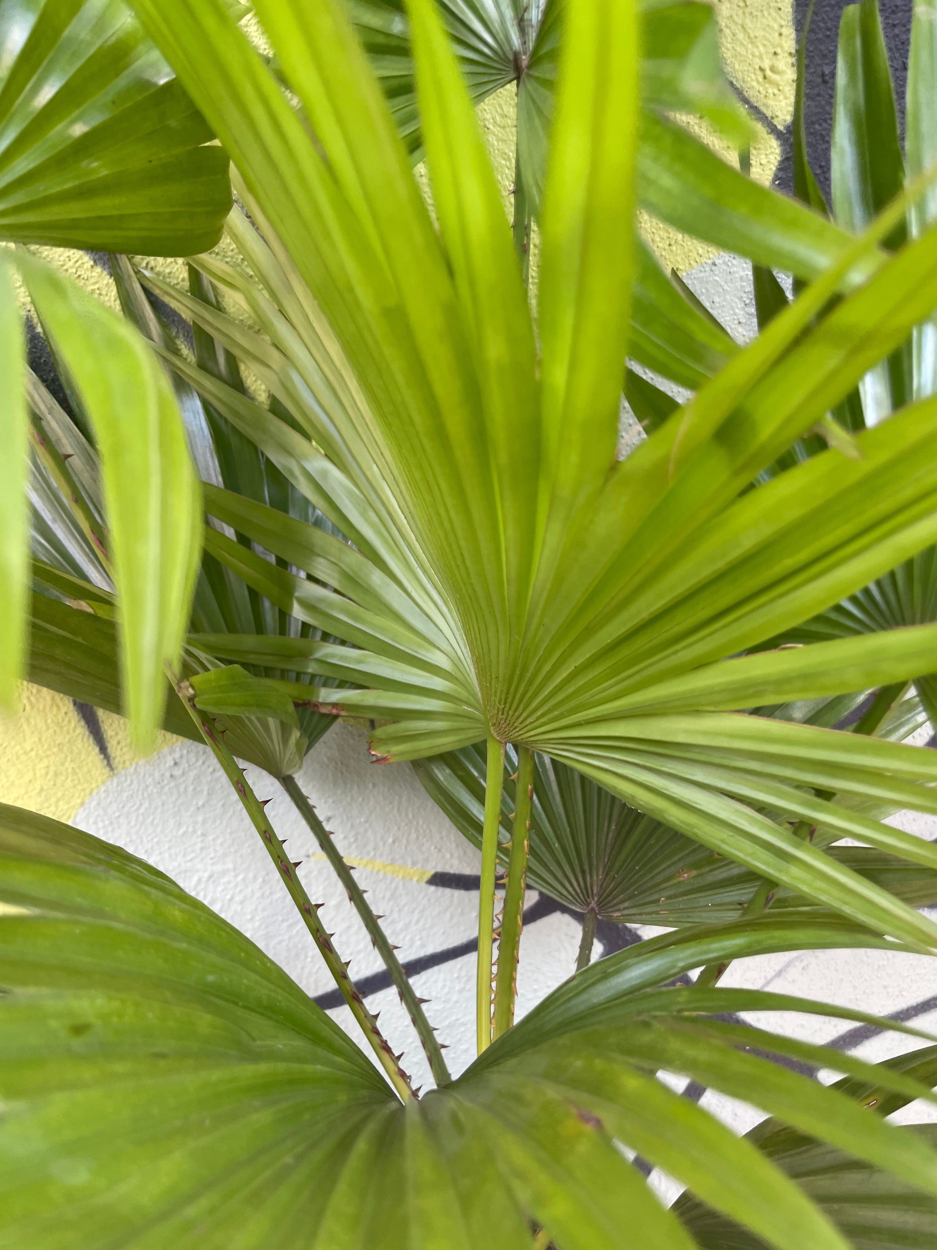 Livistona rotundifolia (Fountain palm)