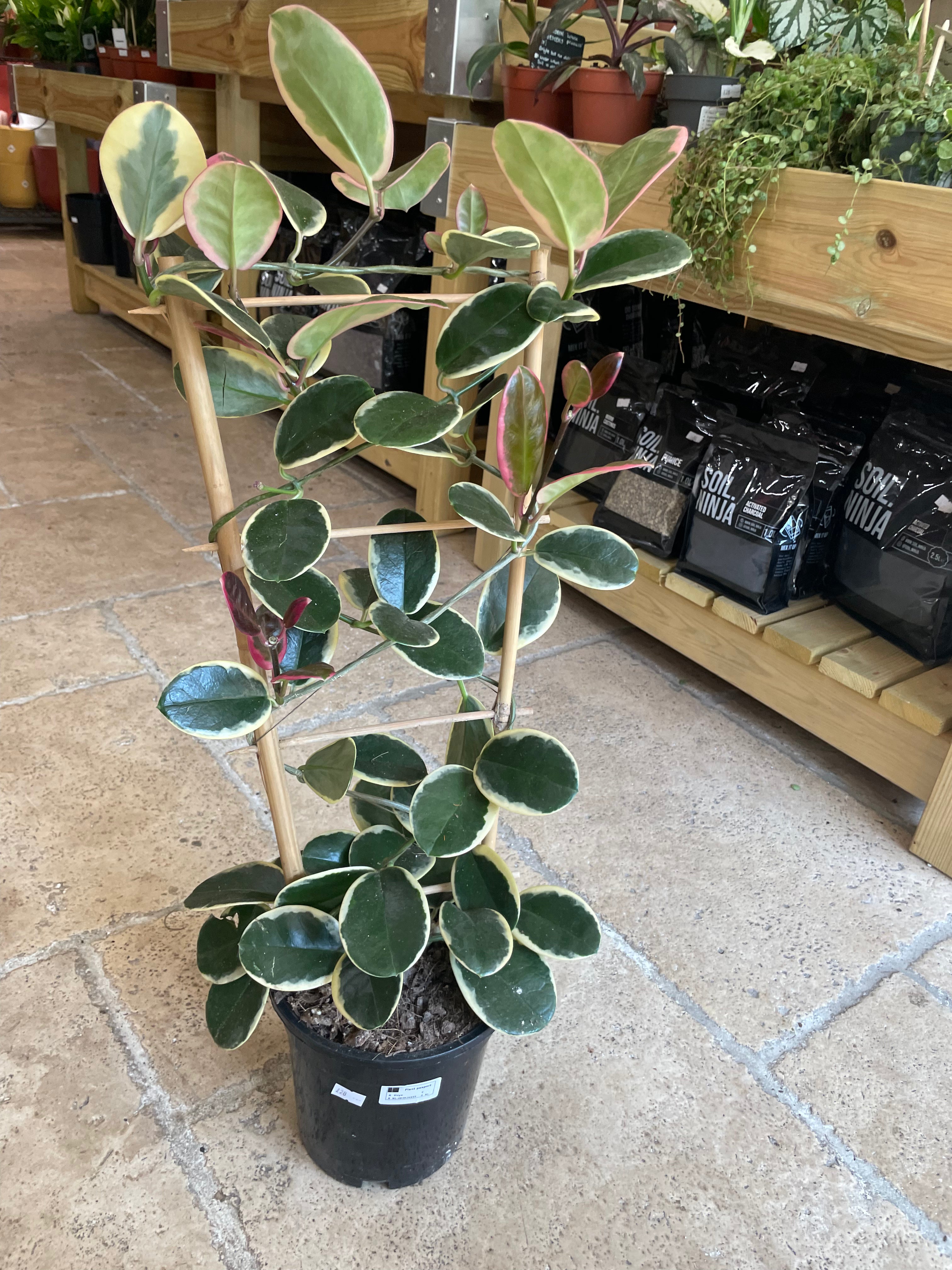 Hoya australis cv.&