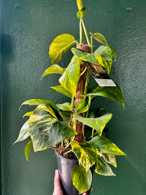 Epipremnum aureum (Golden Pothos)